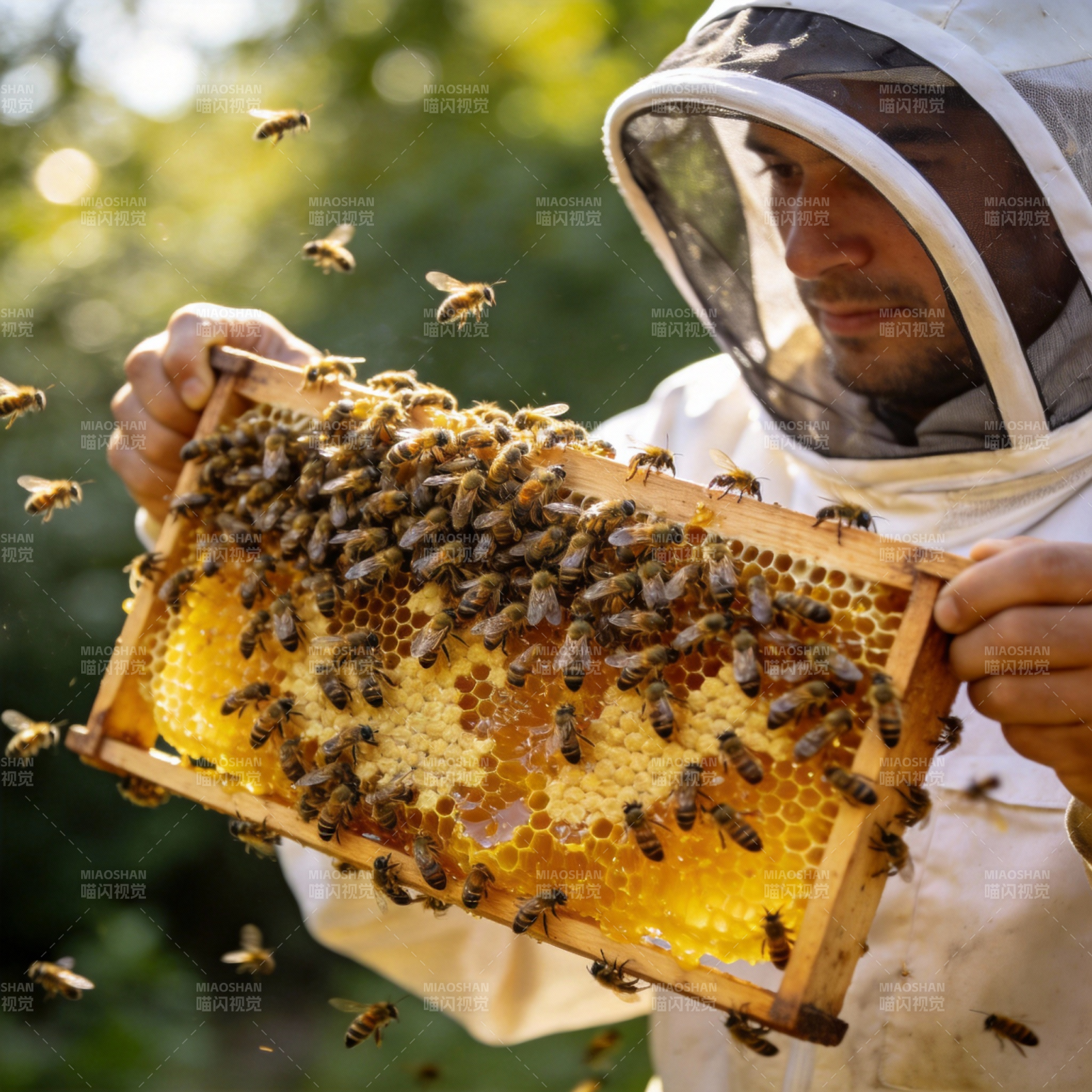 蜂农检查蜂巢图片