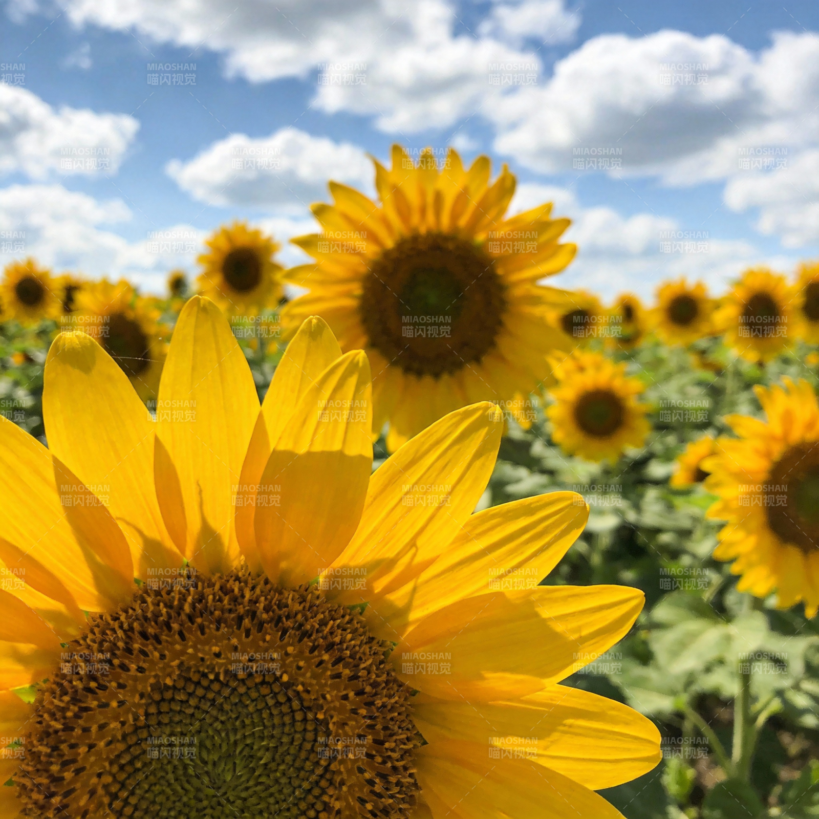 向日葵花海图片
