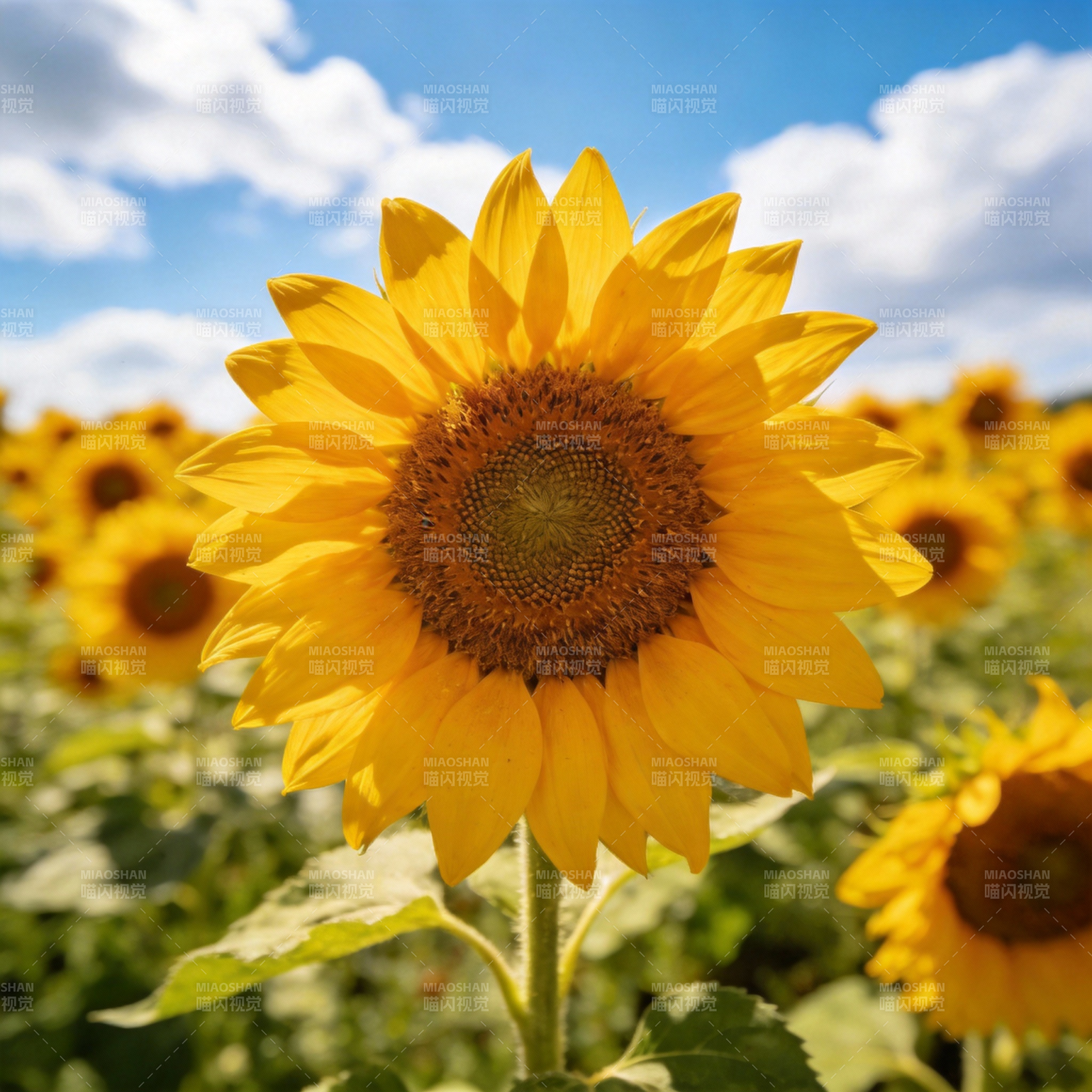 向日葵盛开图片