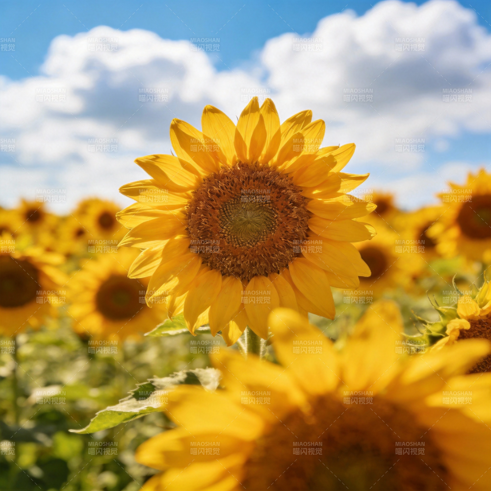 向日葵花海图片