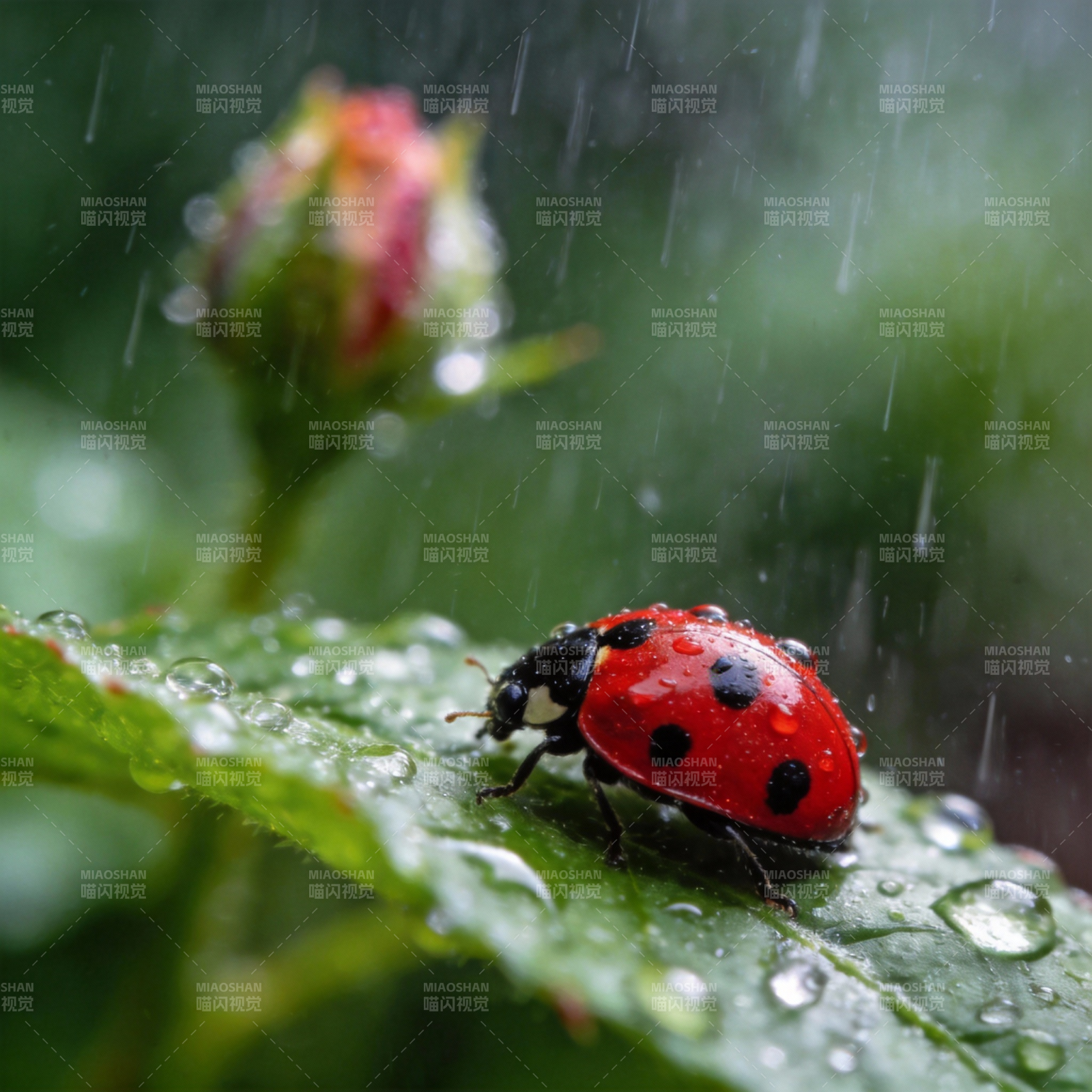 雨中瓢虫栖叶上图片