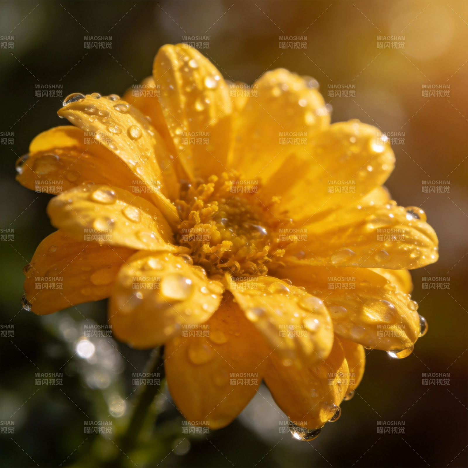 露珠黄花绽放图片