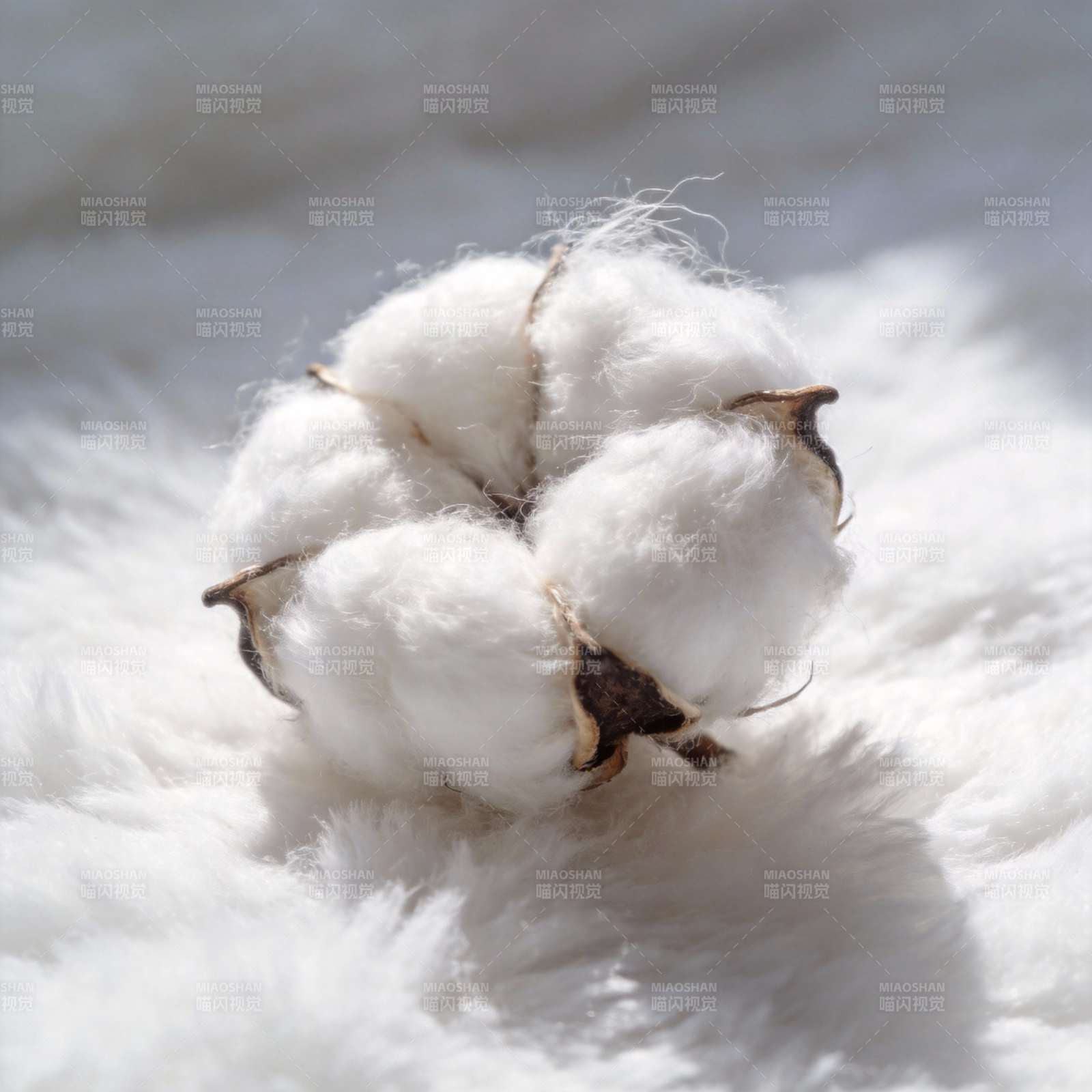 棉花绽放图片