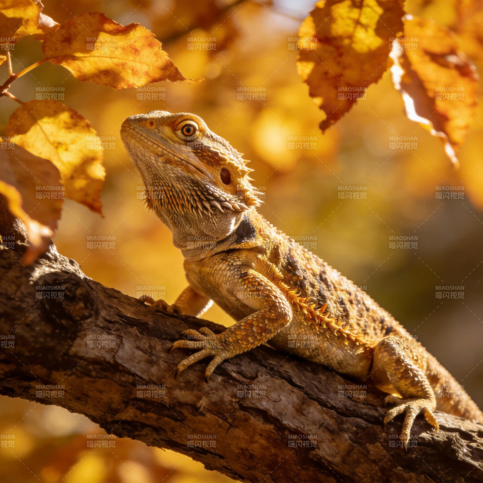 秋日蜥蜴栖枝头图片