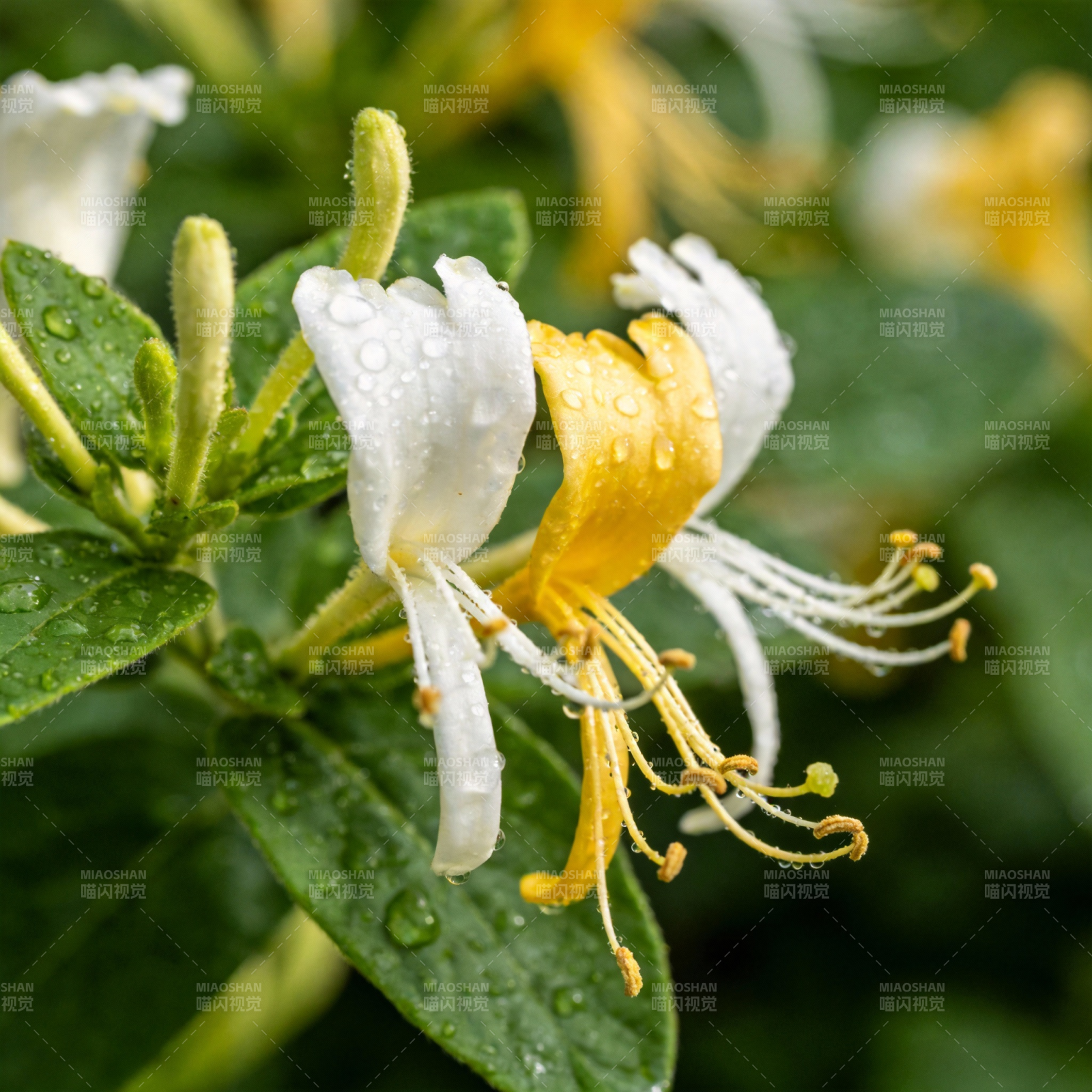 雨后金银花绽放图片
