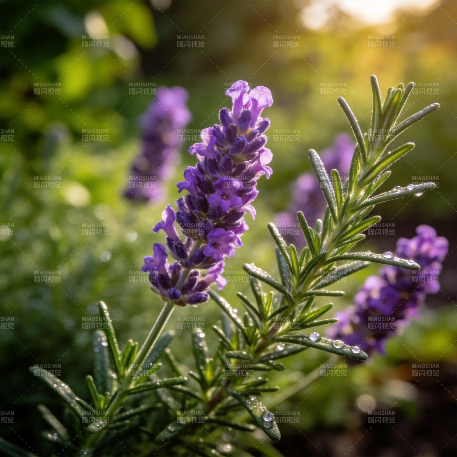 薰衣草花丛特写图片