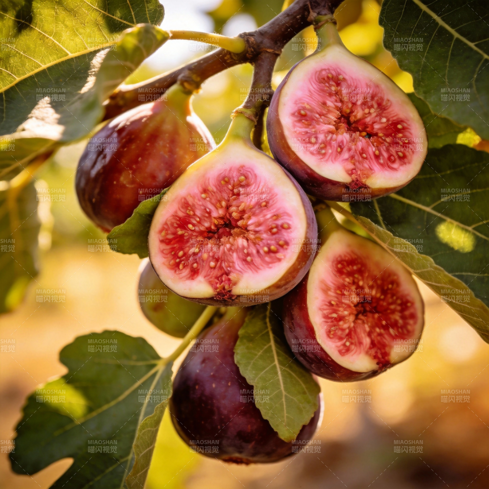 鲜嫩多汁的无花果图片
