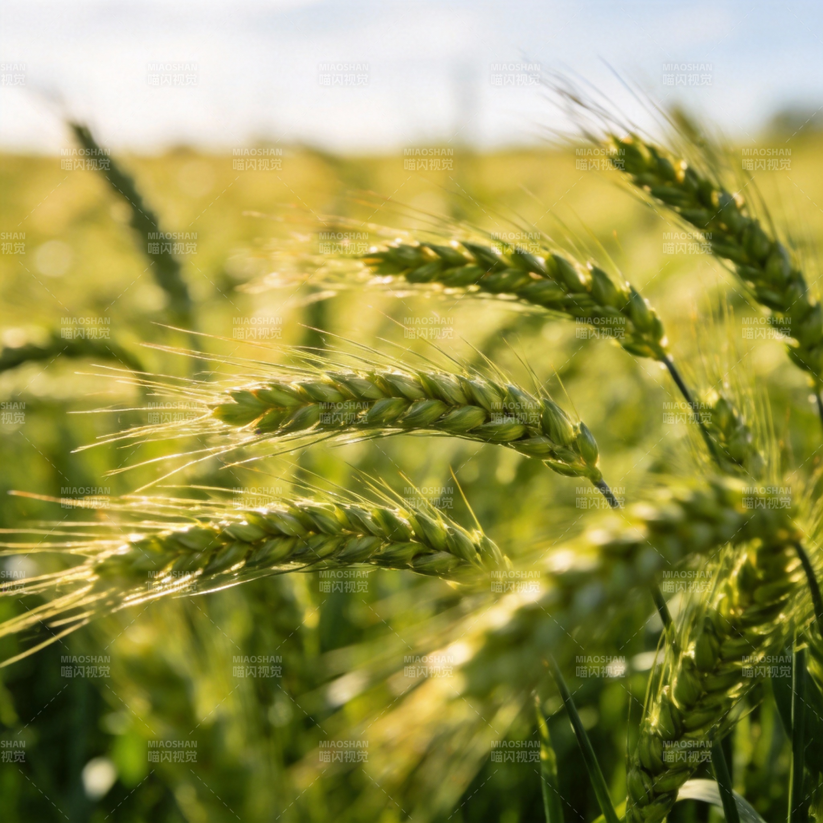 金黄麦穗迎风摇曳图片