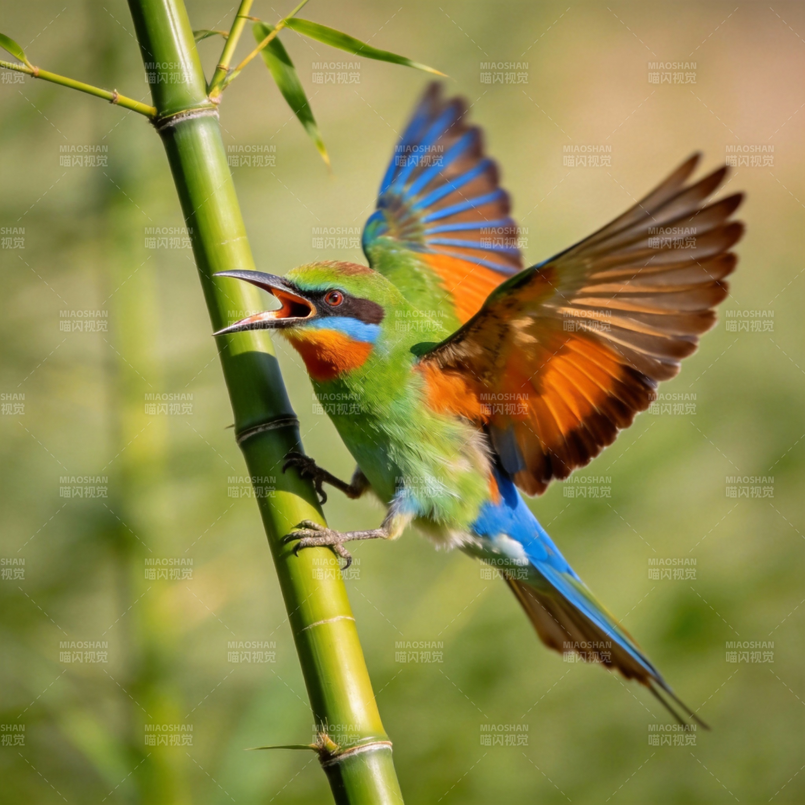 彩鸟栖竹枝图片