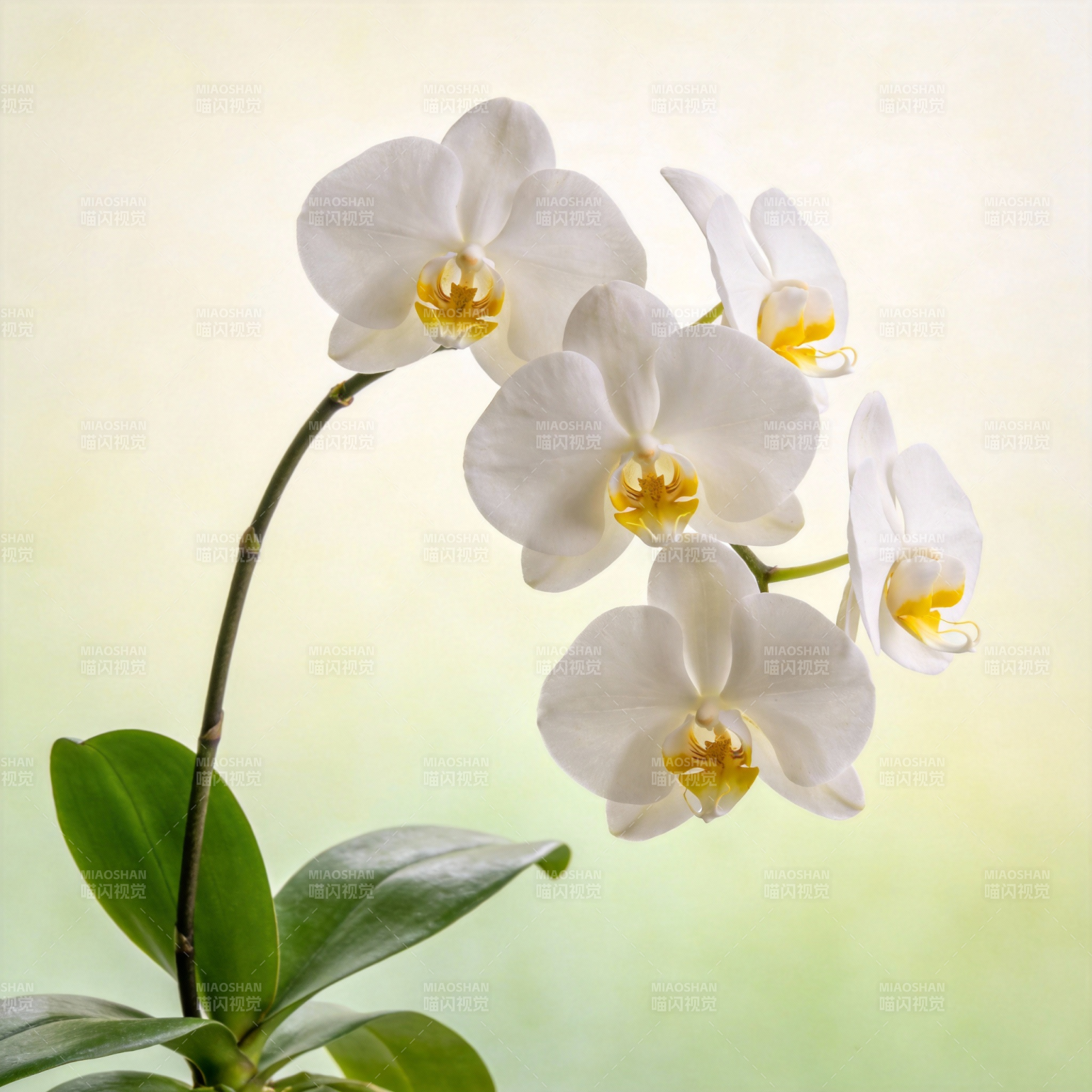 白兰绽放 清新雅致图片