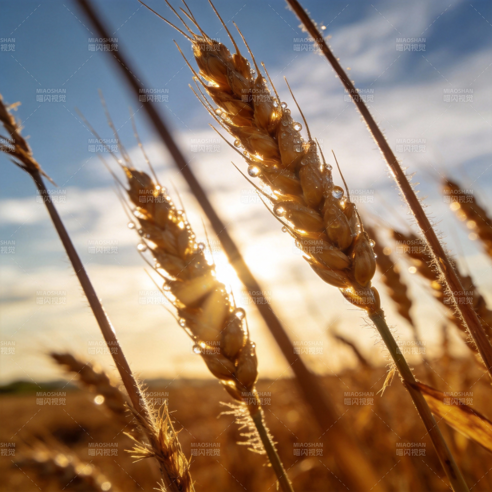 金穗迎朝阳图片