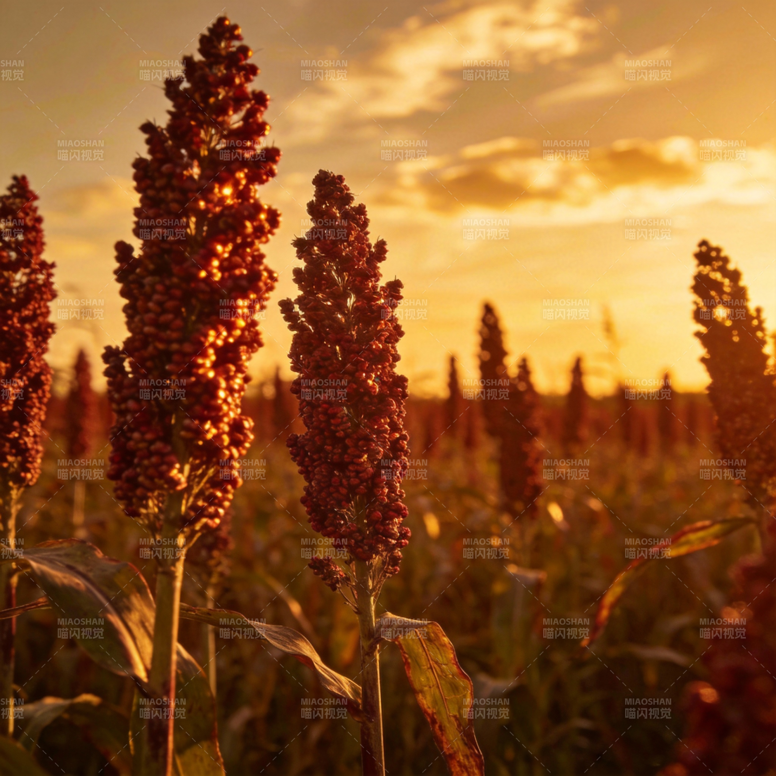 夕阳下的高粱田图片