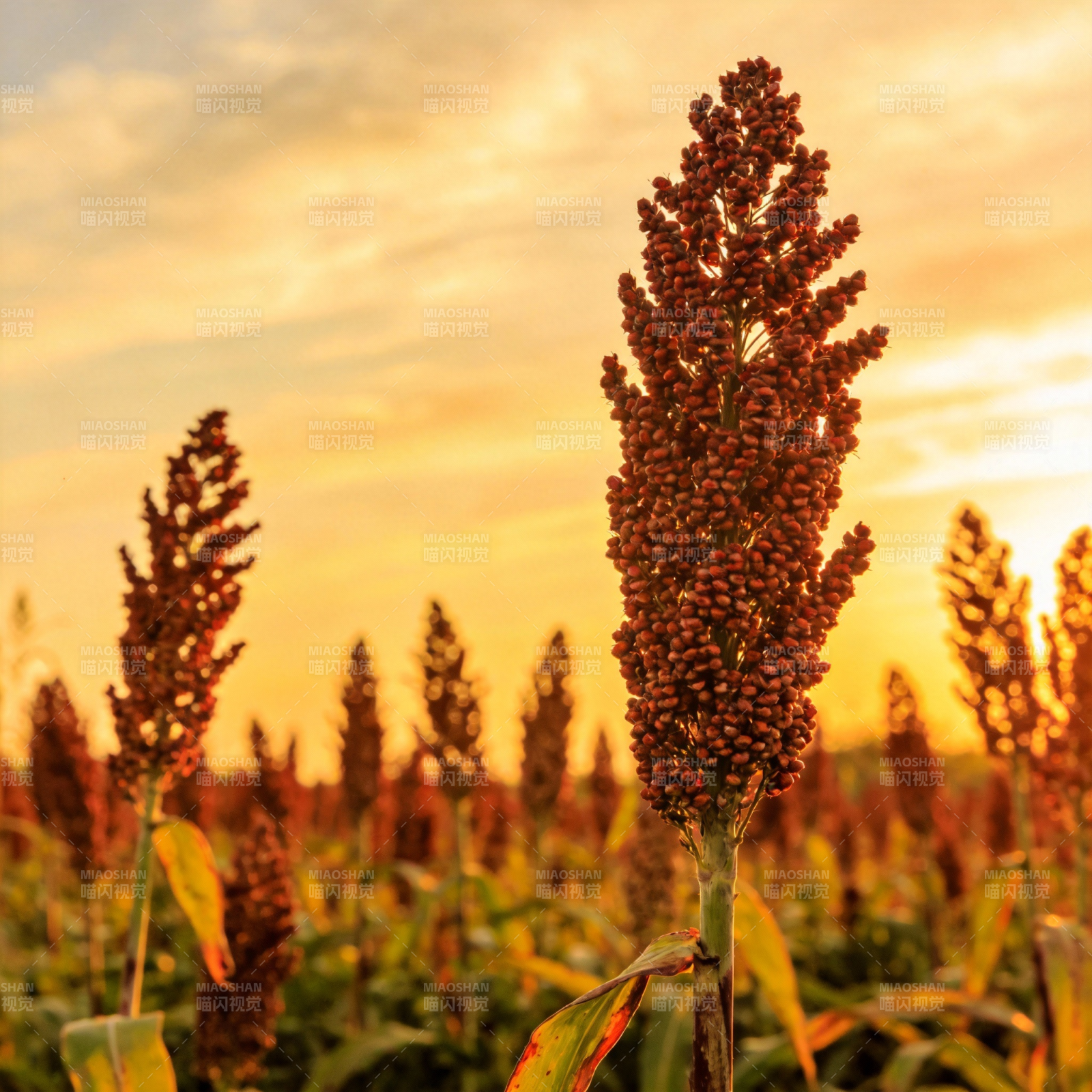 夕阳下的高粱田图片