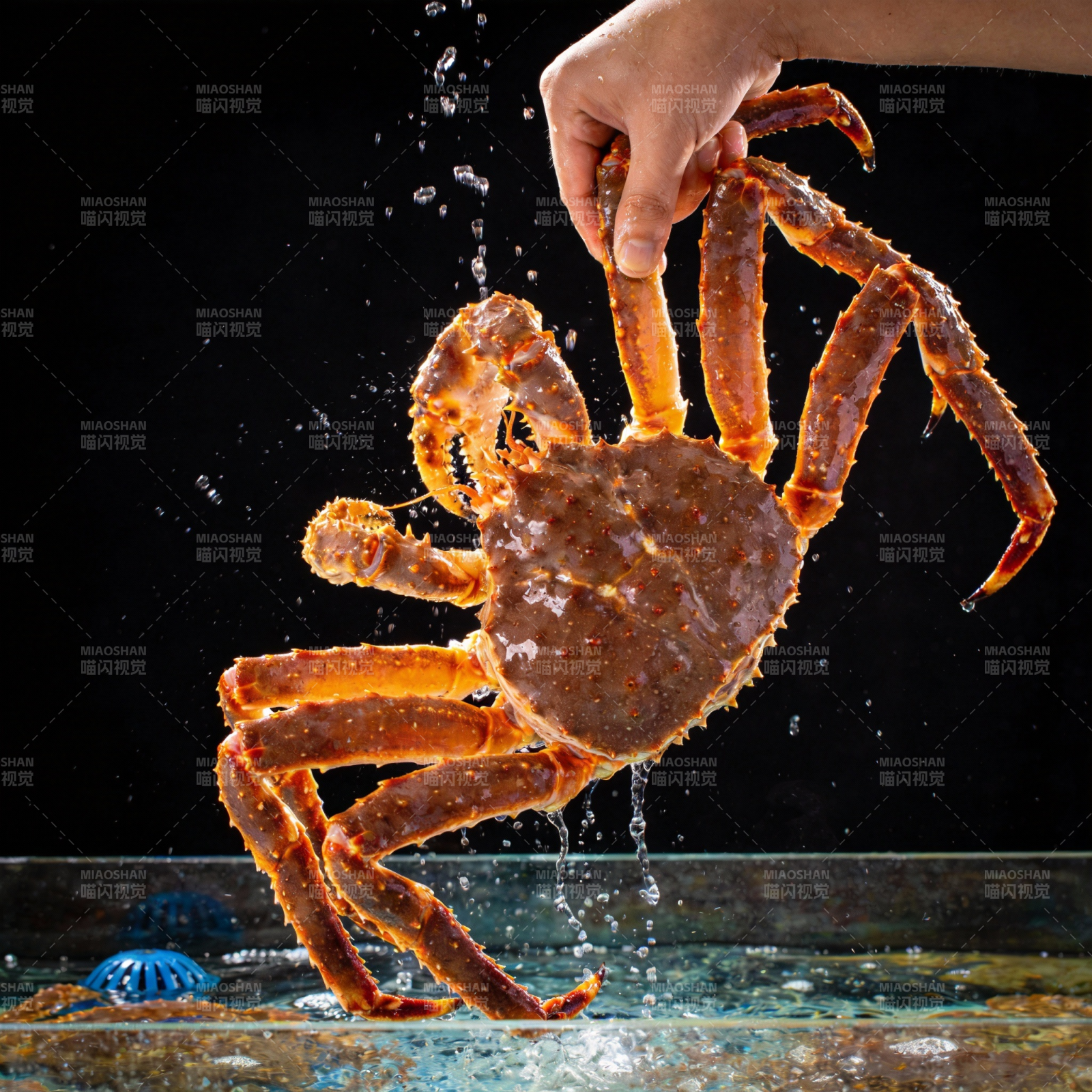 手提帝王蟹出水图片