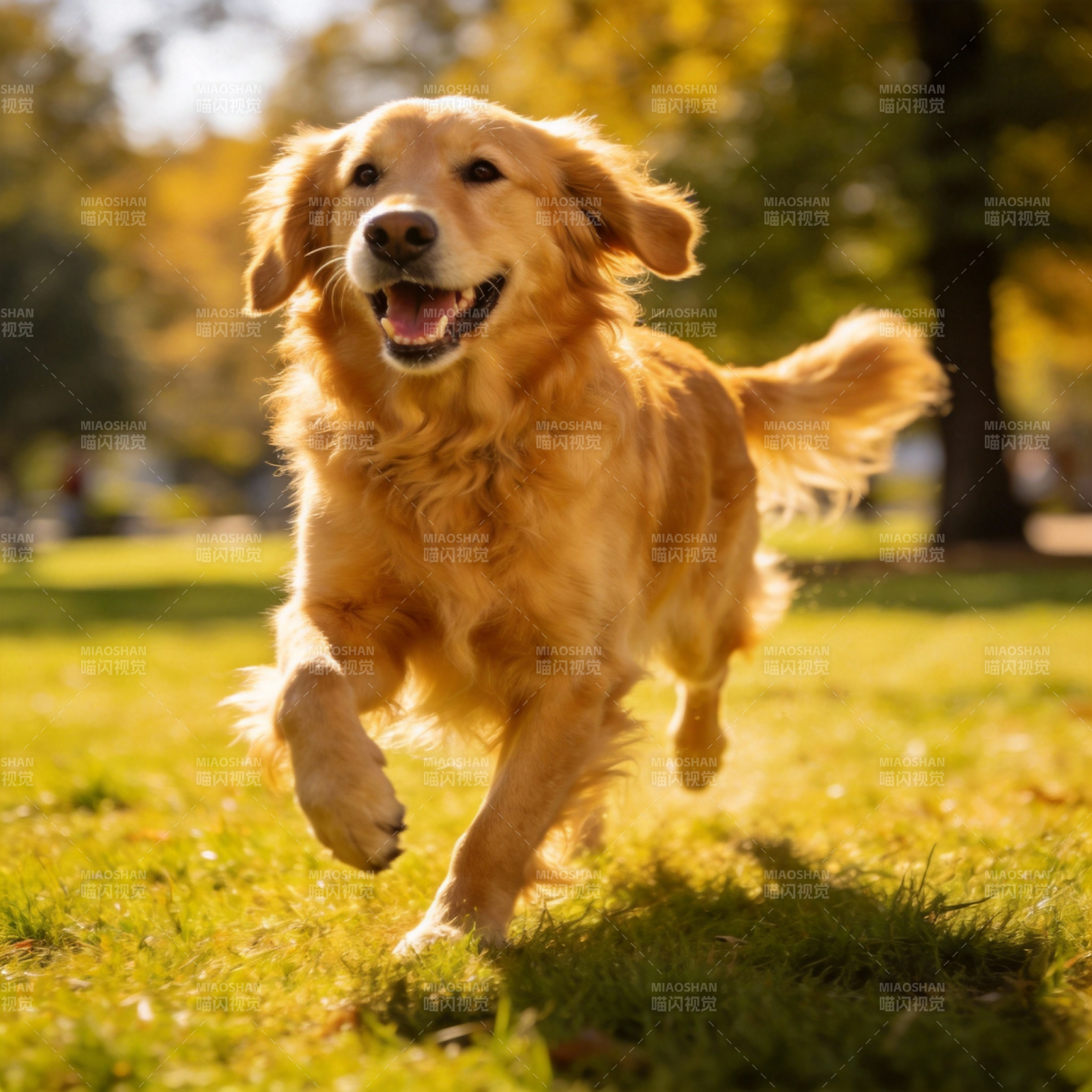 金毛奔跑在草地上图片