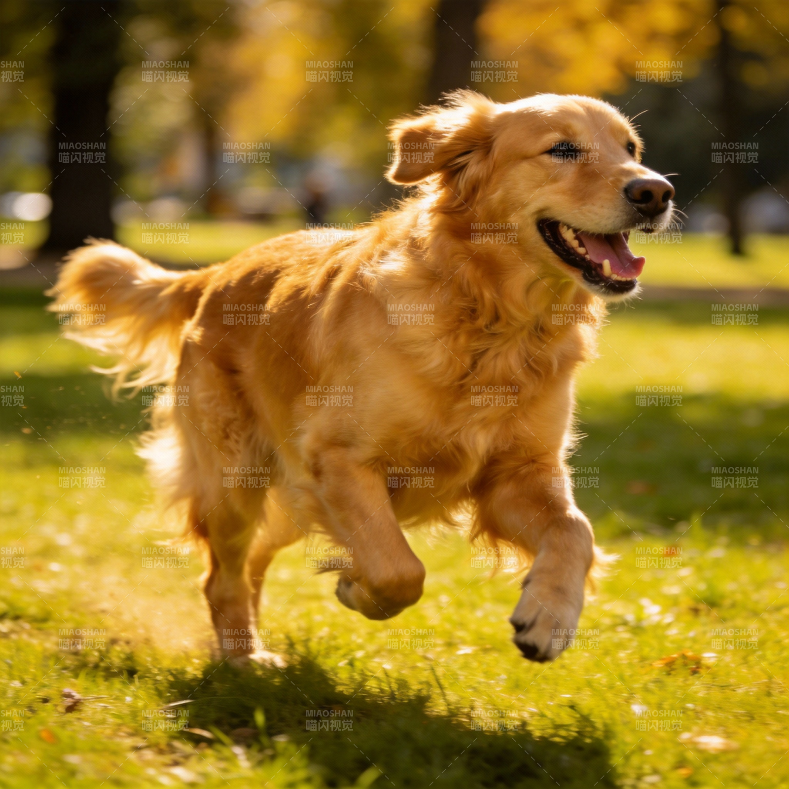 金毛奔跑在秋日公园图片