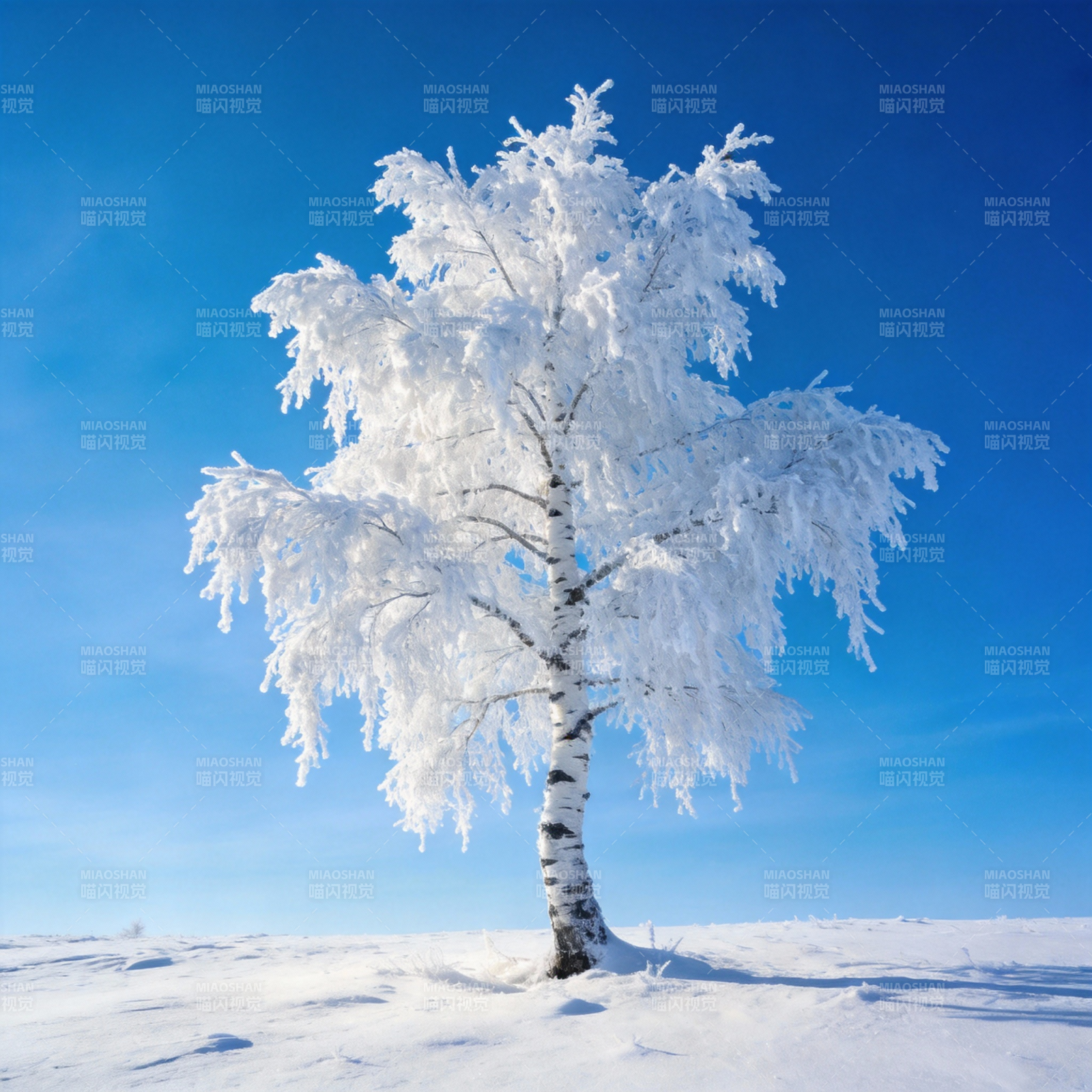 雪覆孤树映蓝天图片