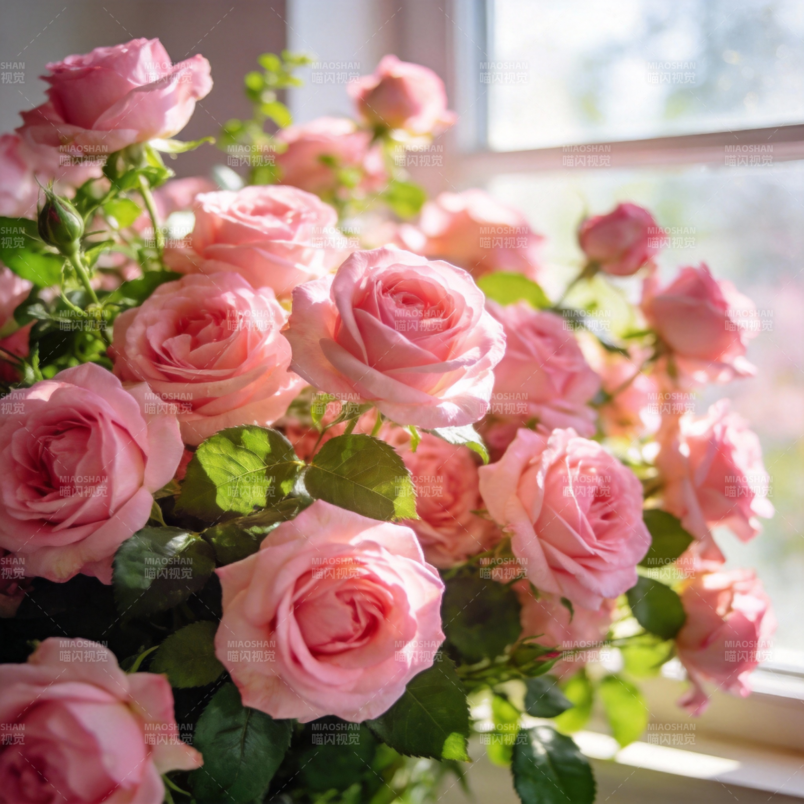 粉玫瑰窗边绽放图片