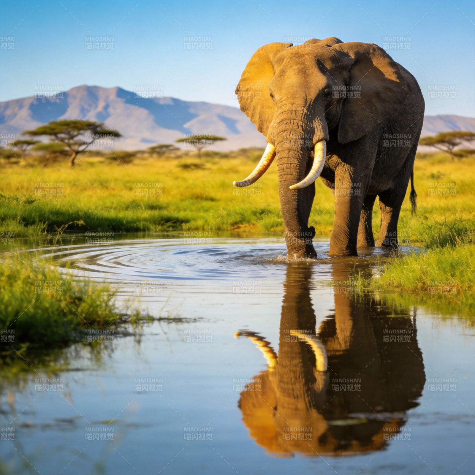 大象饮水倒影图片