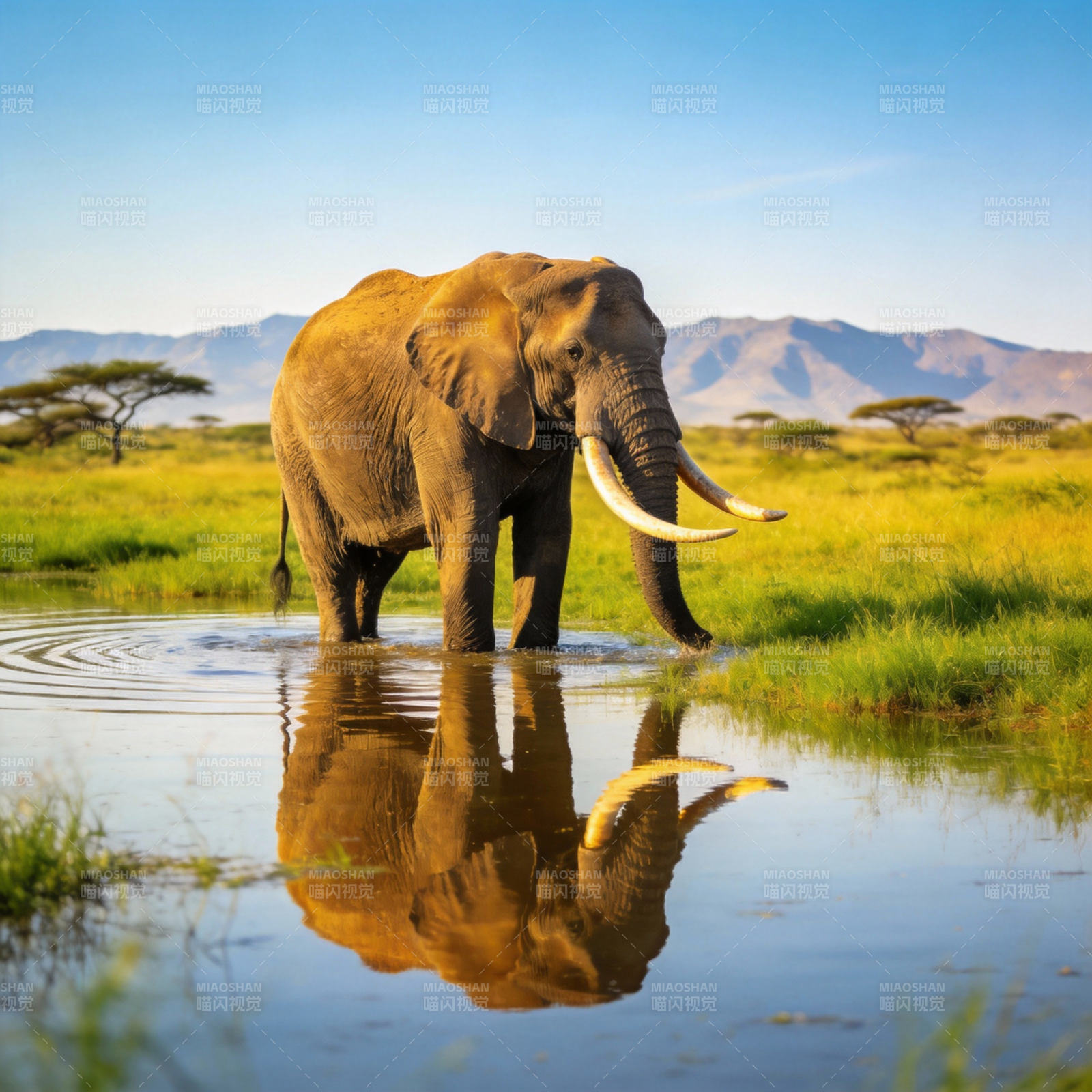 大象饮水倒影图片