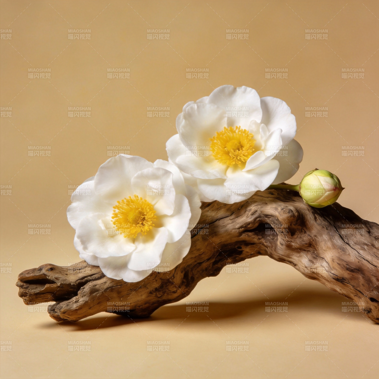 白花黄蕊木枝静美图片