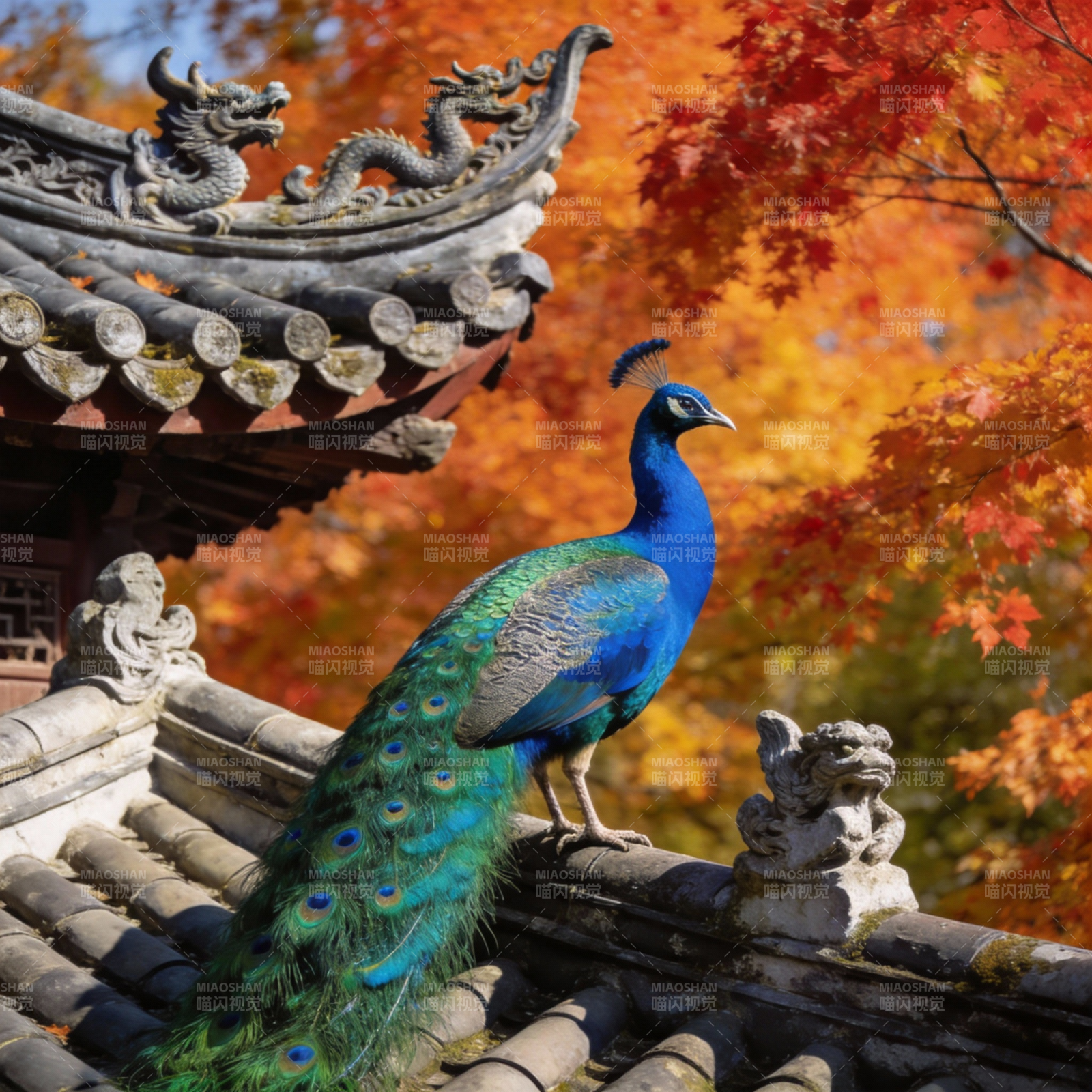 孔雀栖檐秋色浓图片