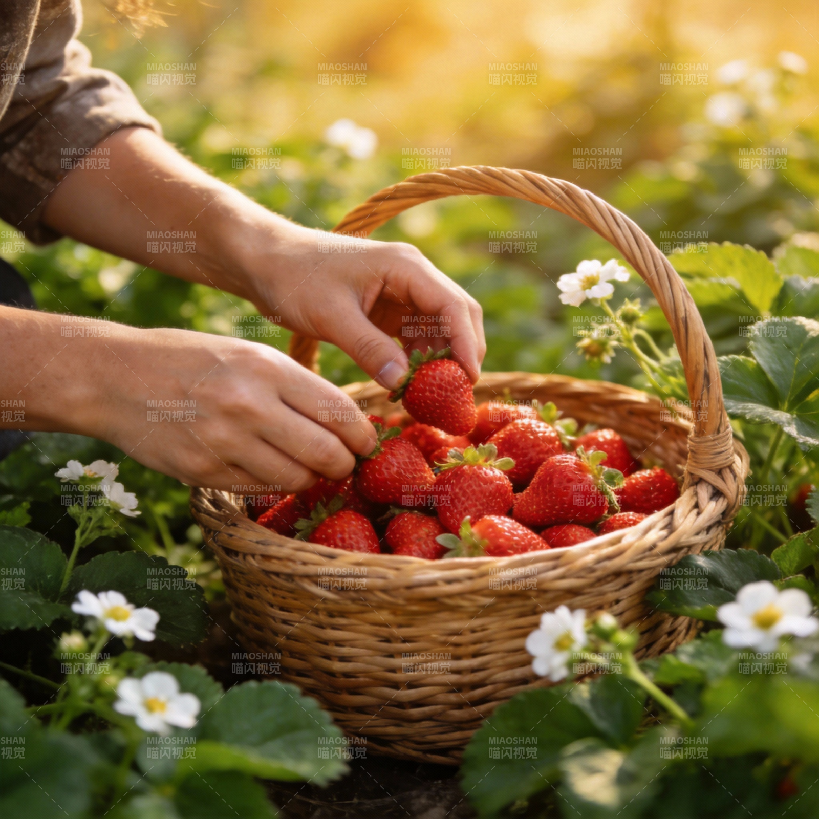 采摘草莓图片