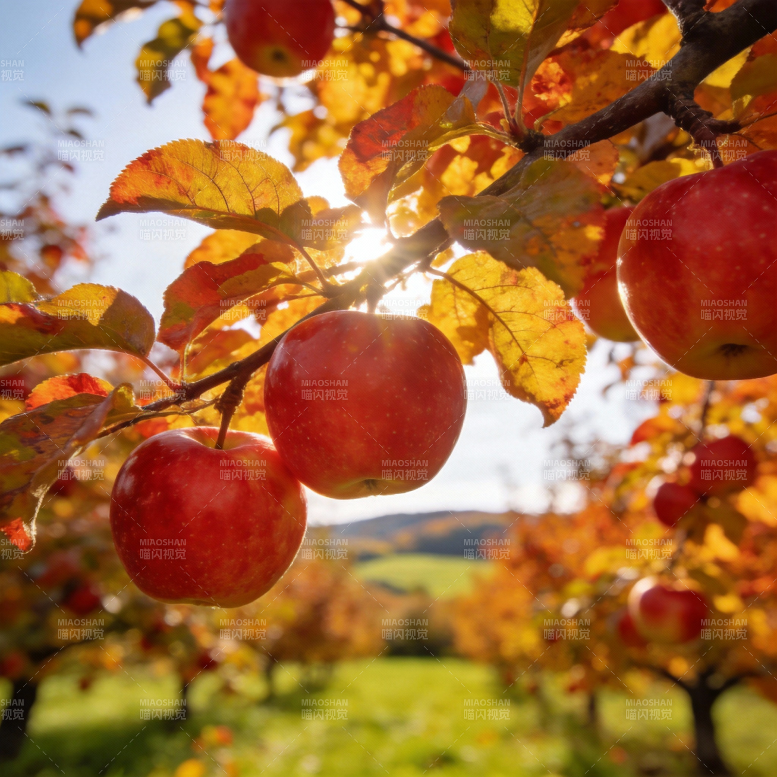 秋日果园红果累累图片