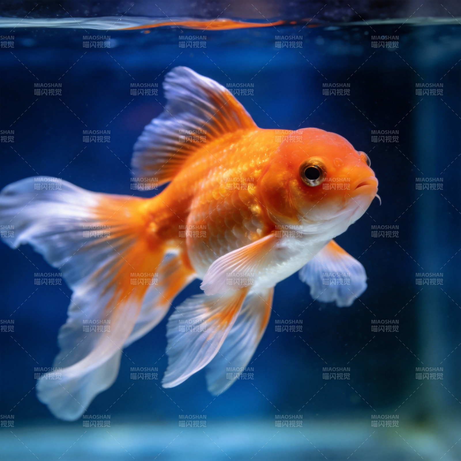 金鱼游动水中图片