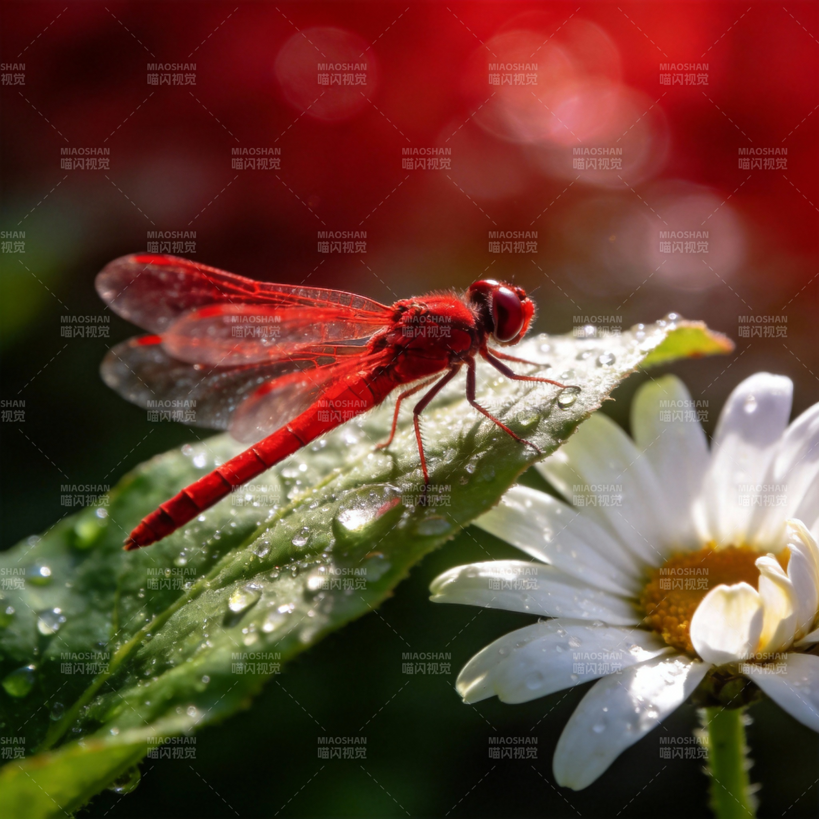 红蜻蜓栖叶畔花图片