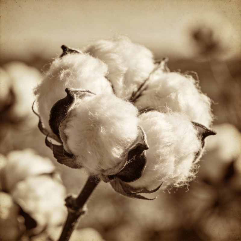 棉絮绽放图片