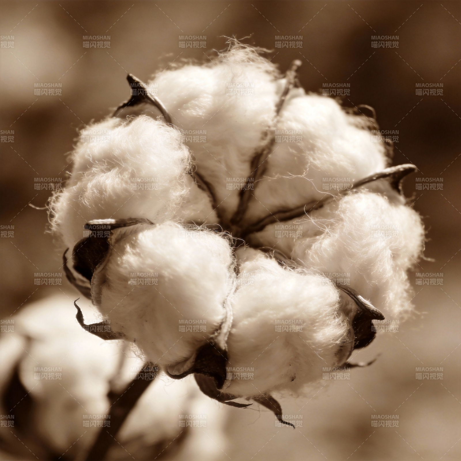 棉絮绽放图片