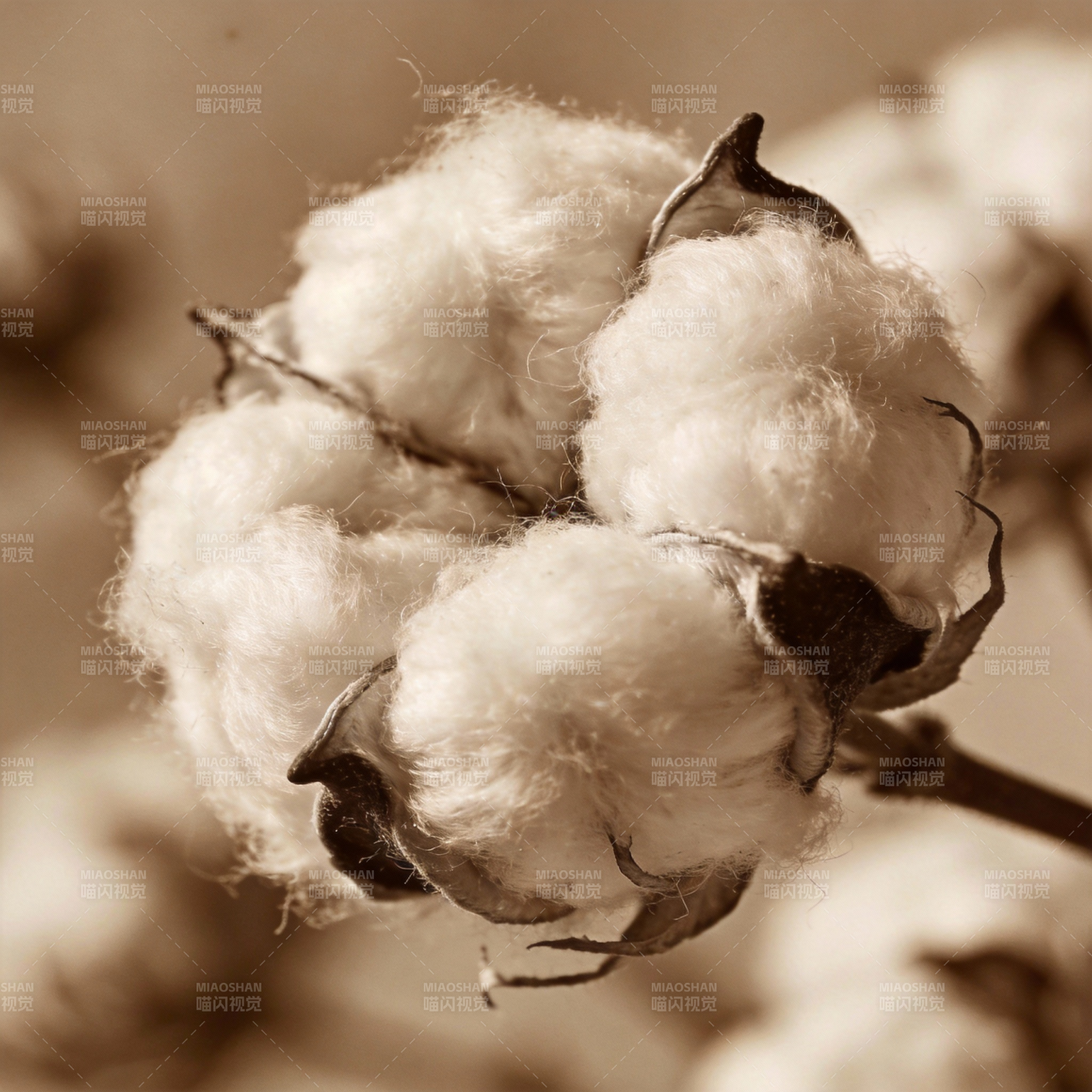 棉絮绽放图片