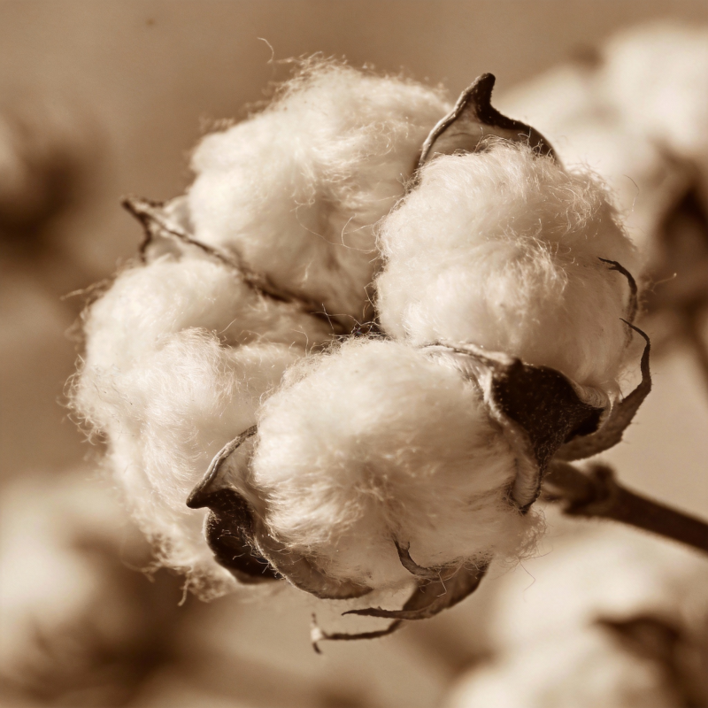 棉絮绽放图片