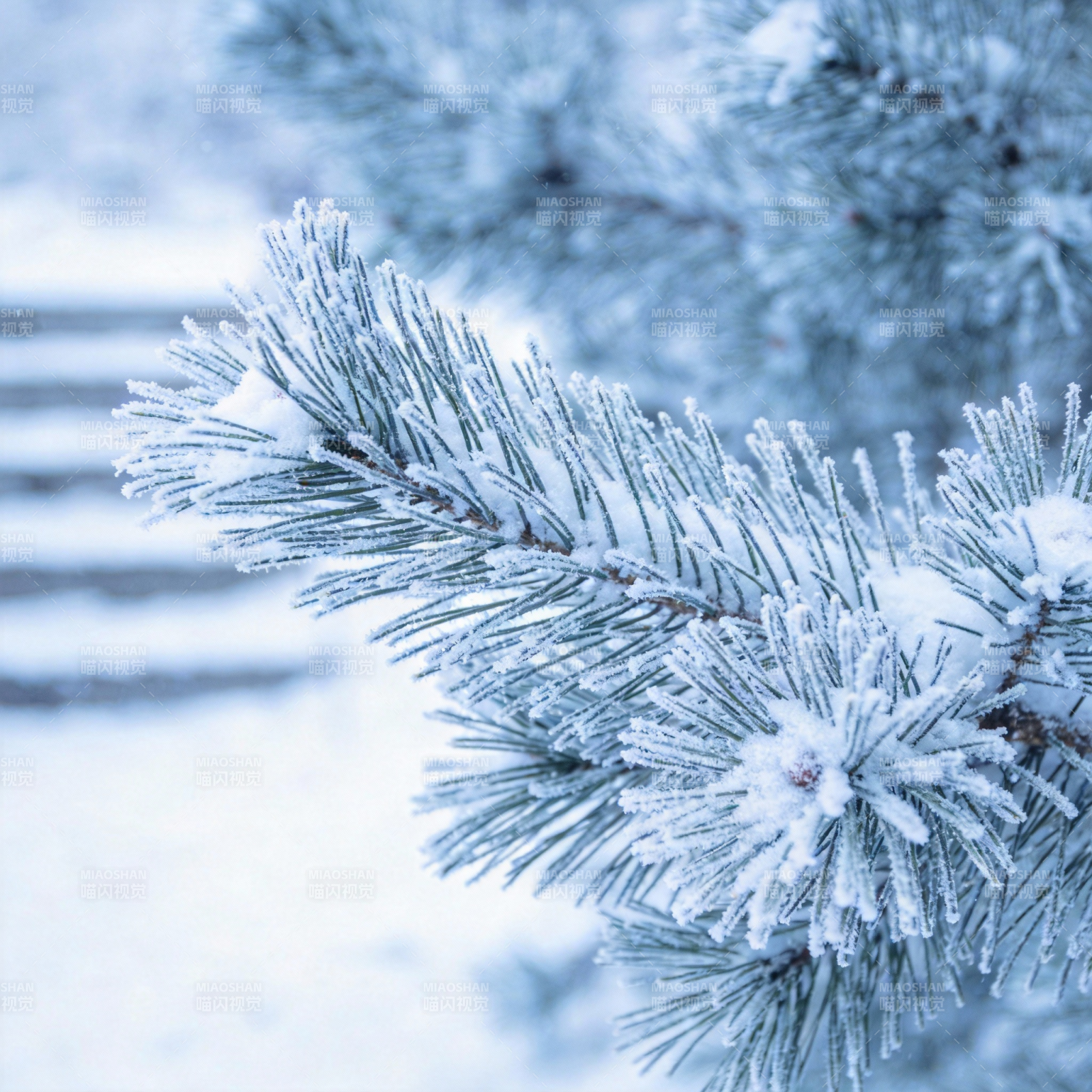 雪覆松枝图片