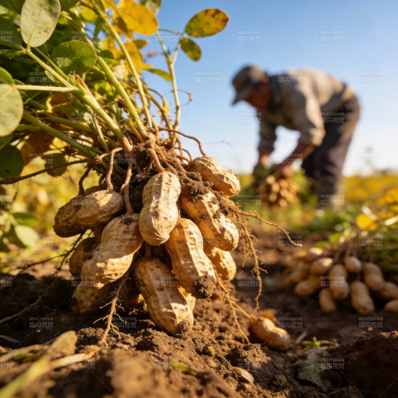 花生丰收景象图片