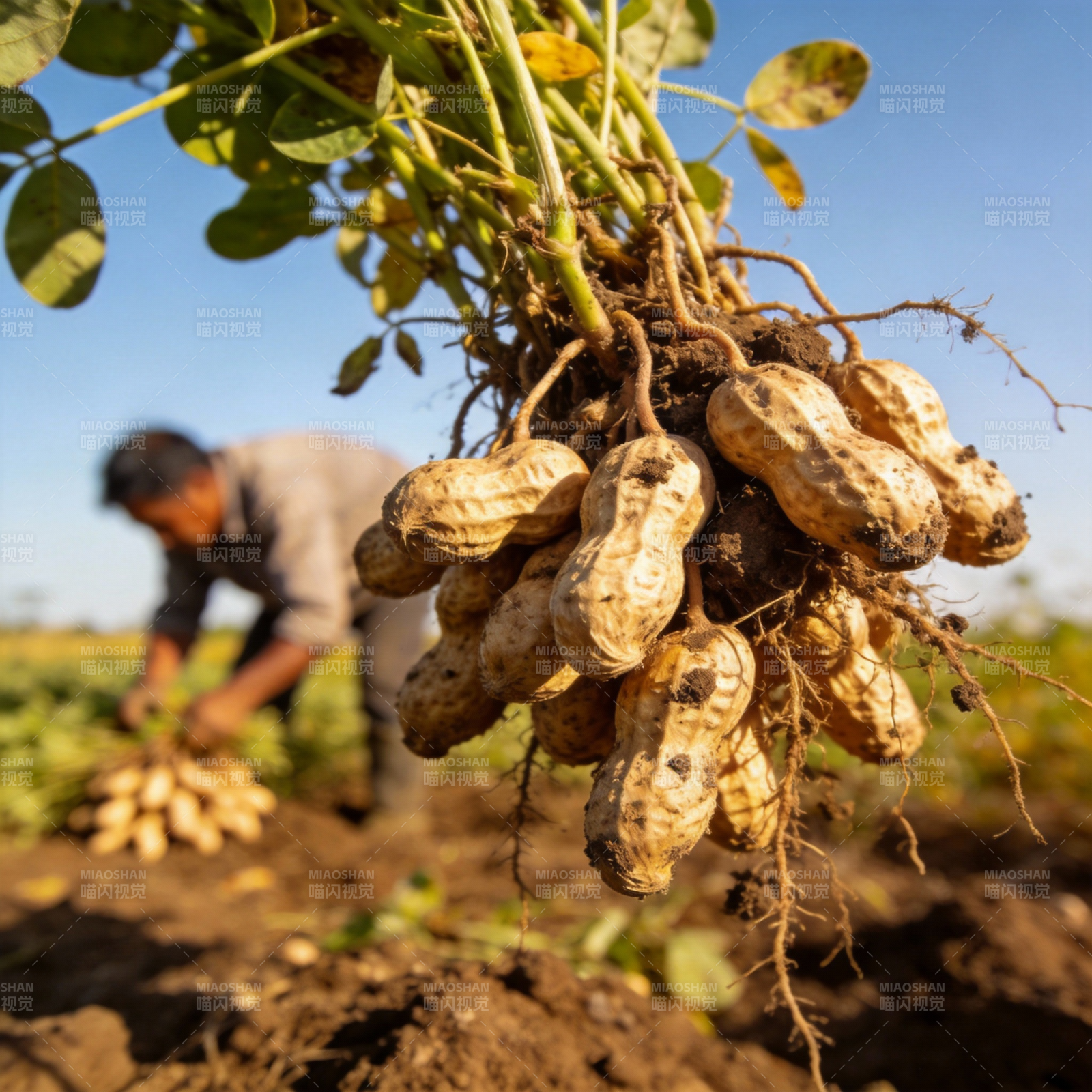花生丰收景象图片