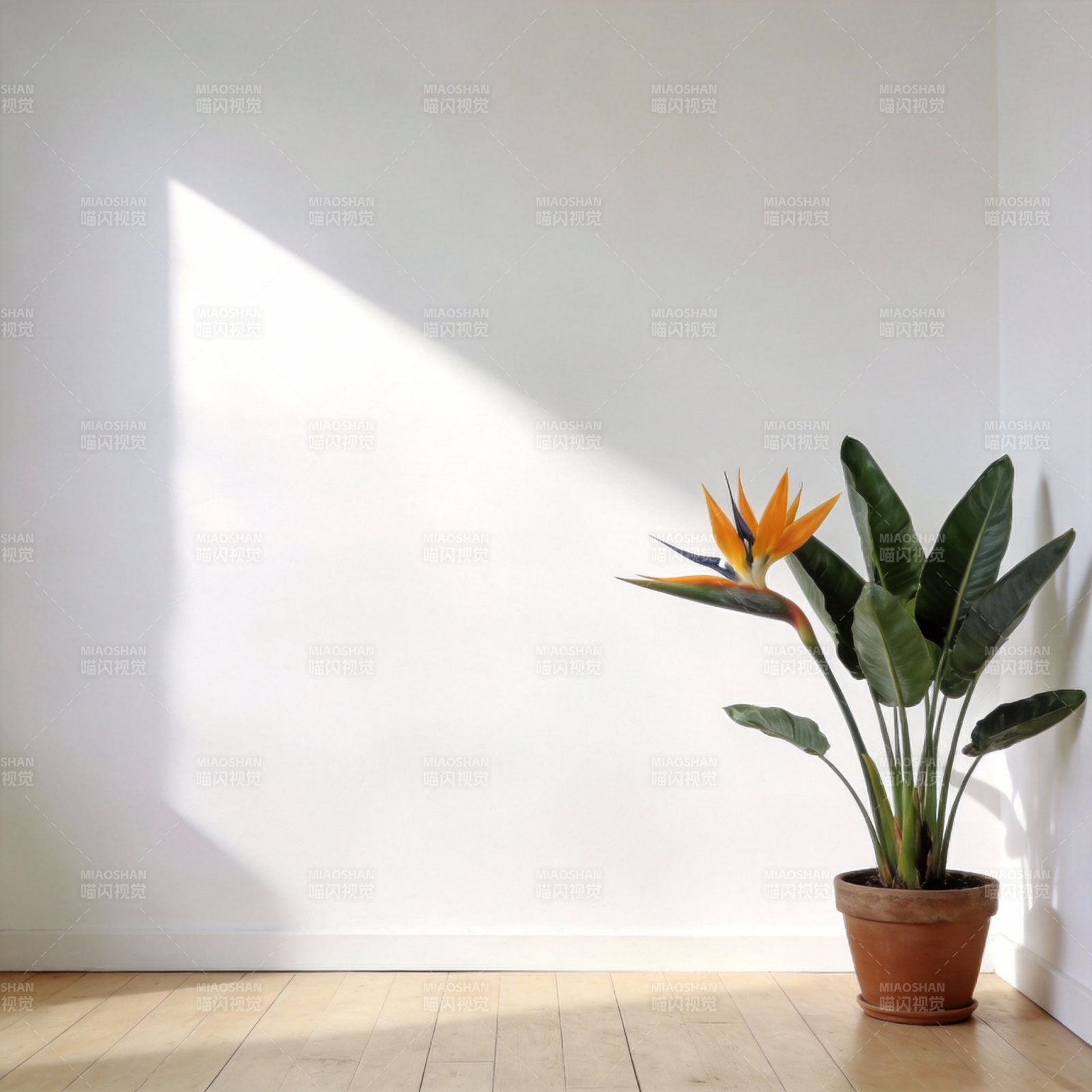 光影下的天堂鸟图片