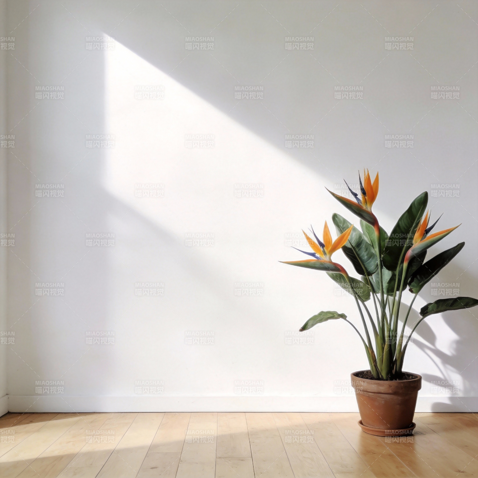 阳光下的天堂鸟图片