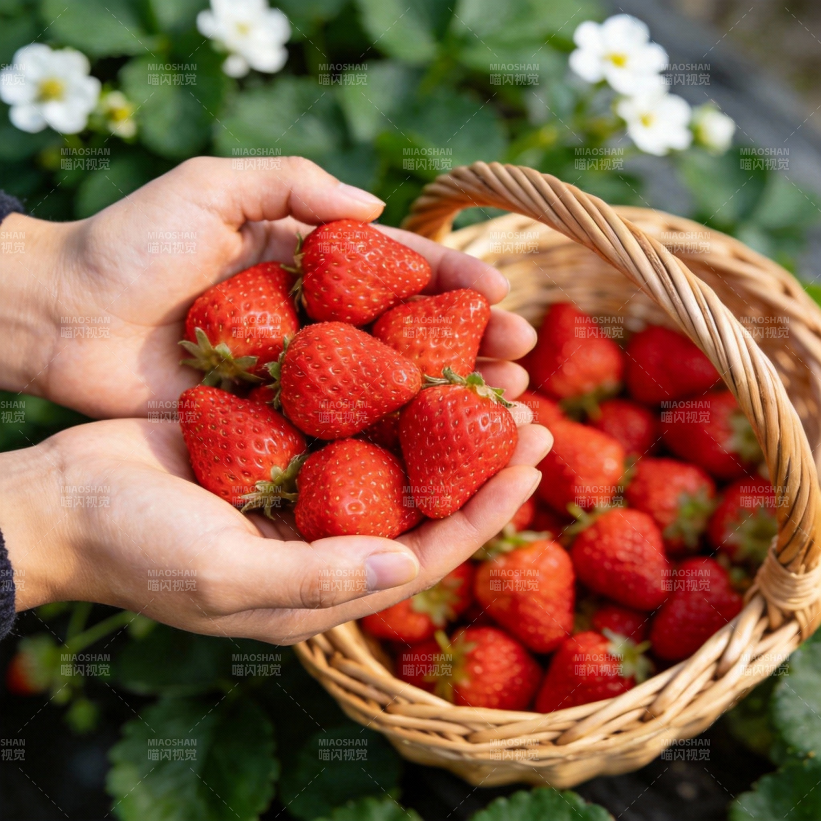 手捧鲜红草莓图片
