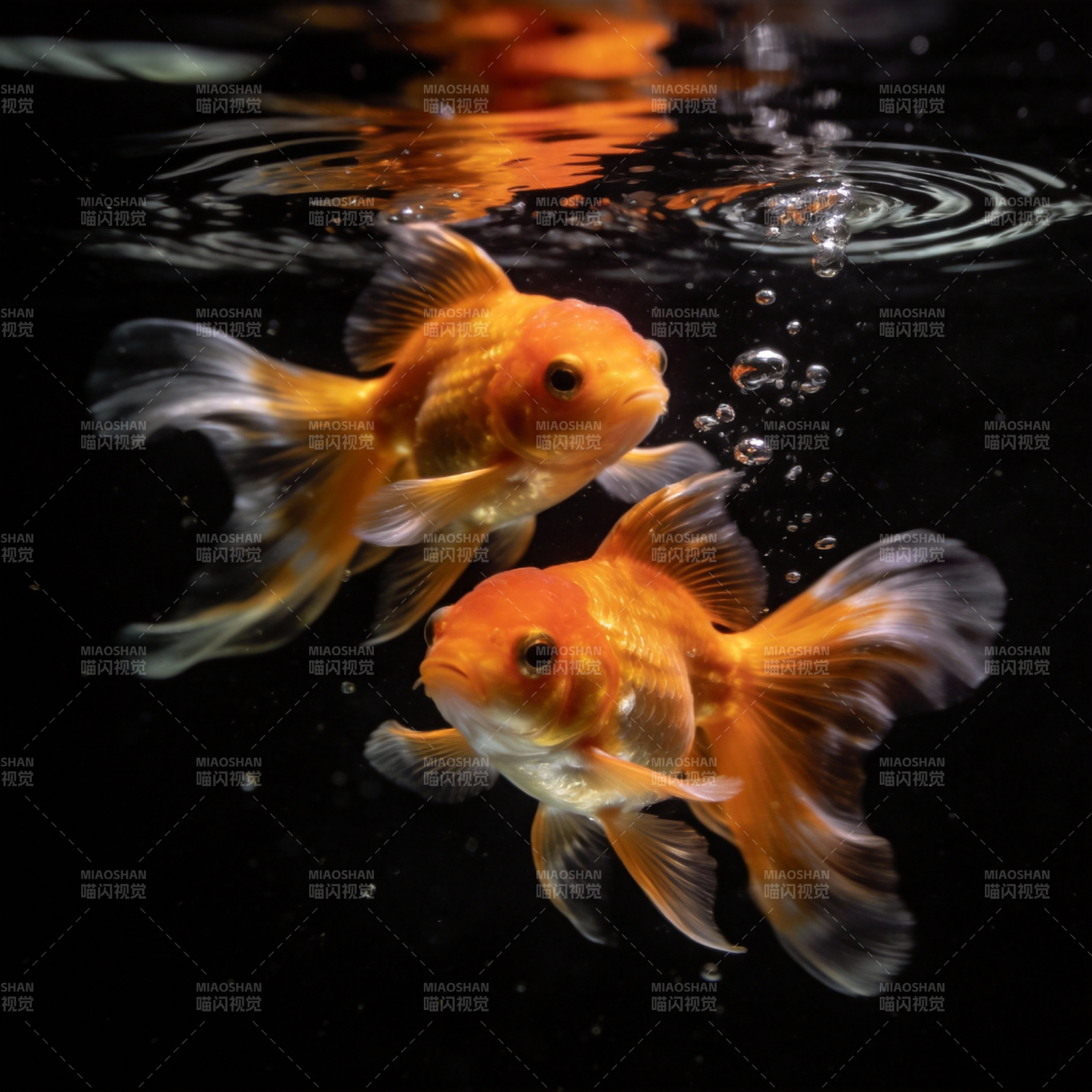 双金鱼游水图片