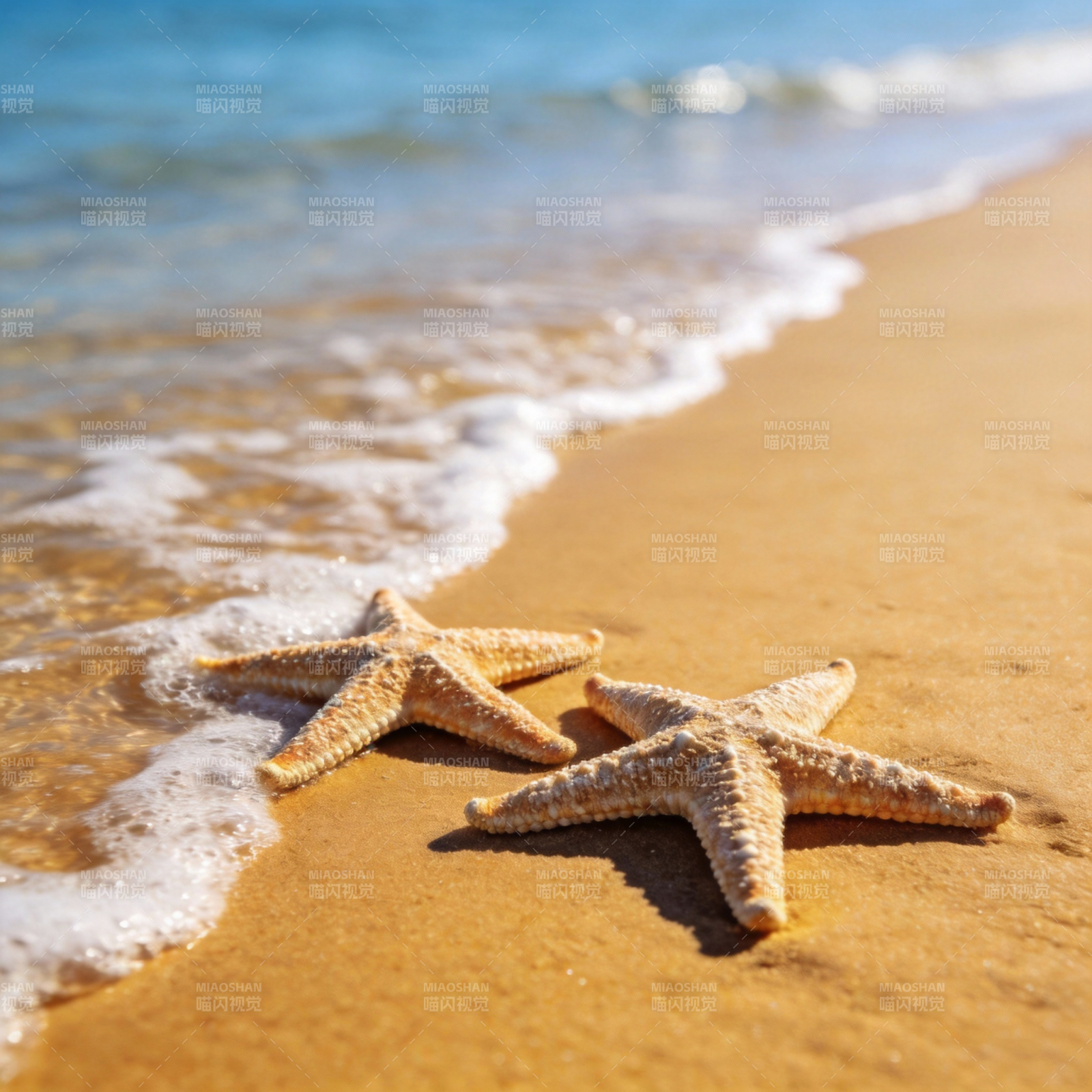 沙滩上的海星图片
