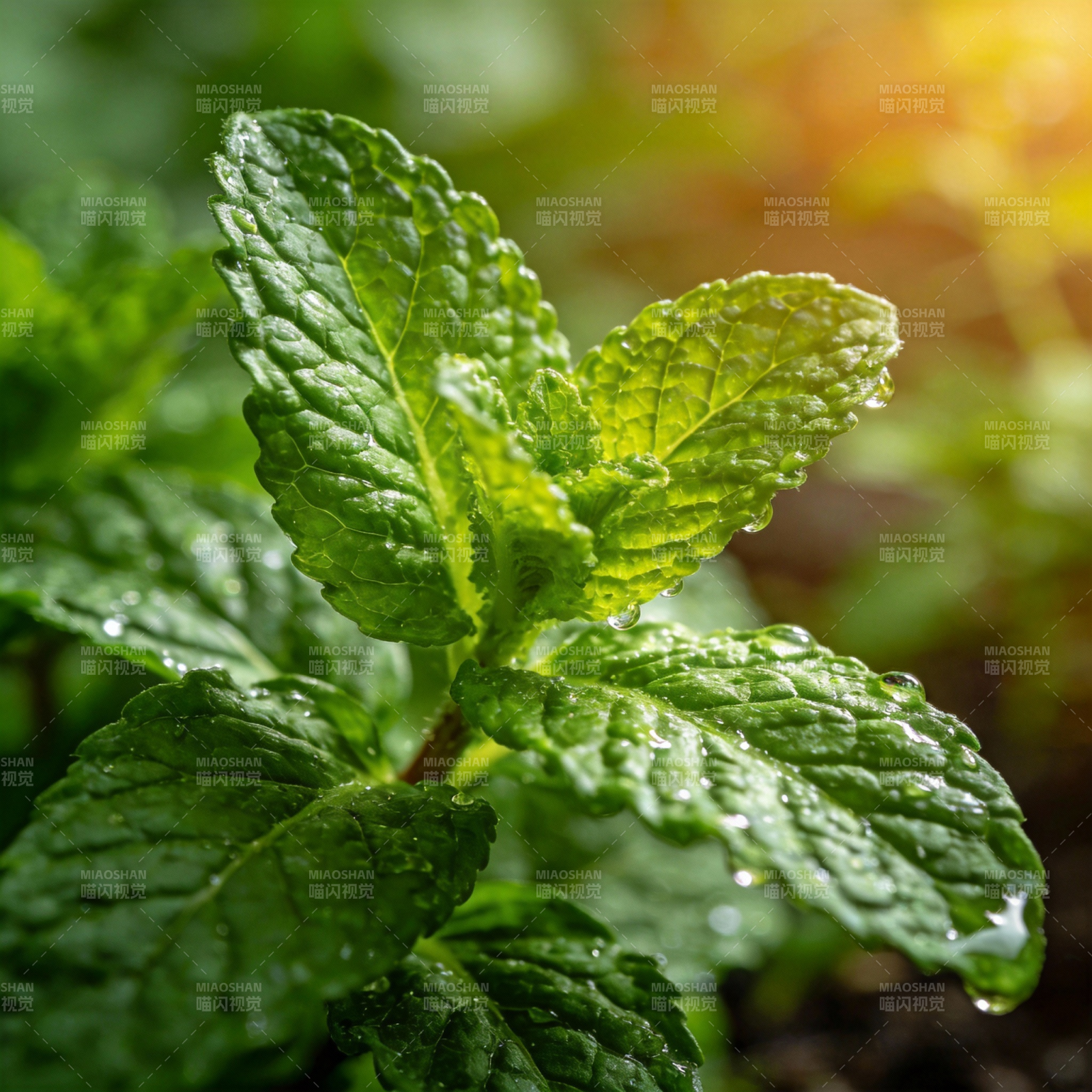 翠绿薄荷叶图片