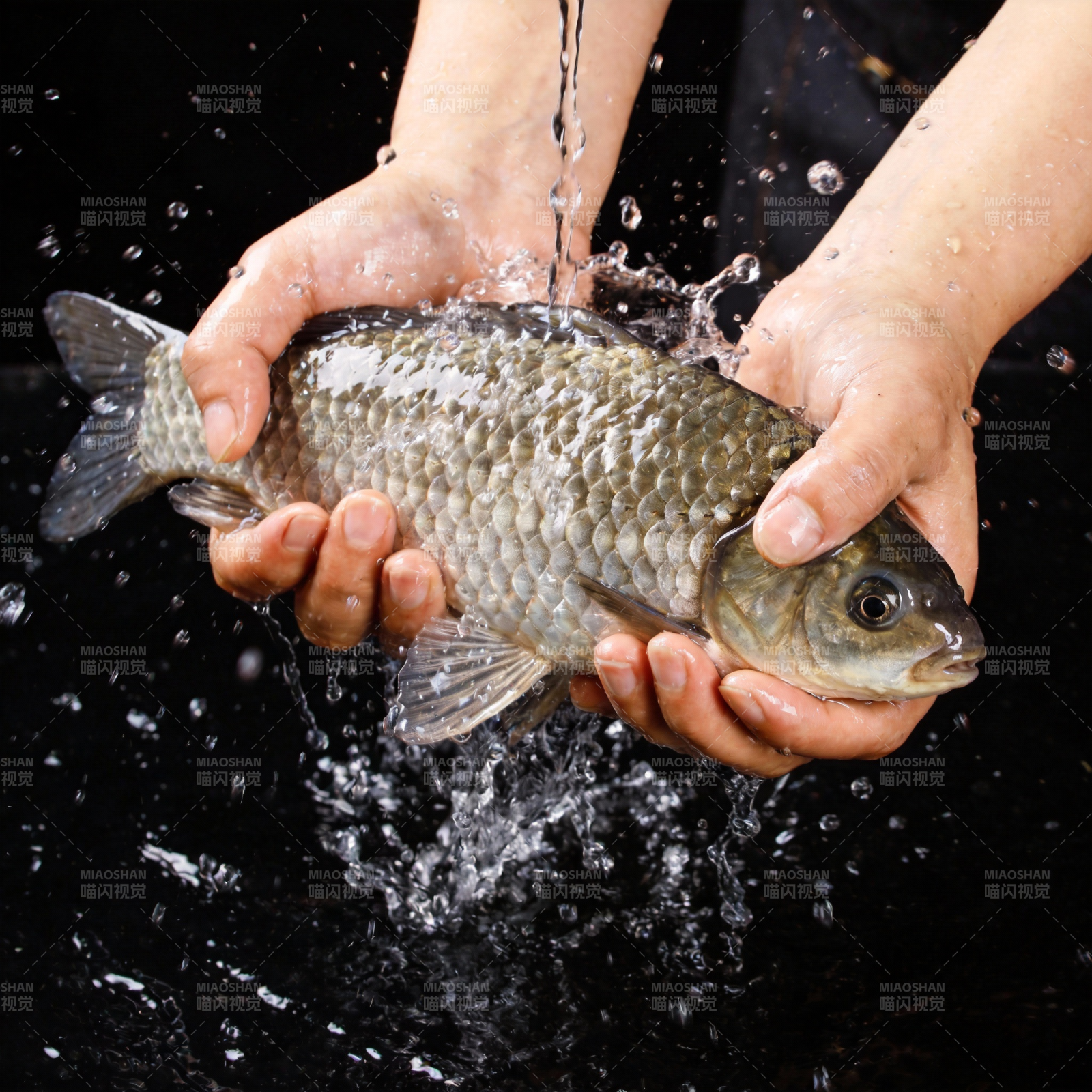 双手捧鱼 水花四溅图片