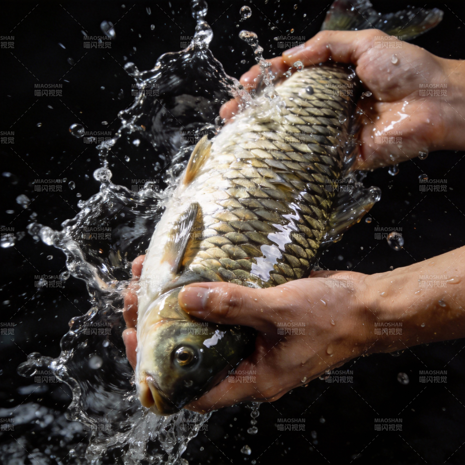 双手捧鱼 水花四溅图片