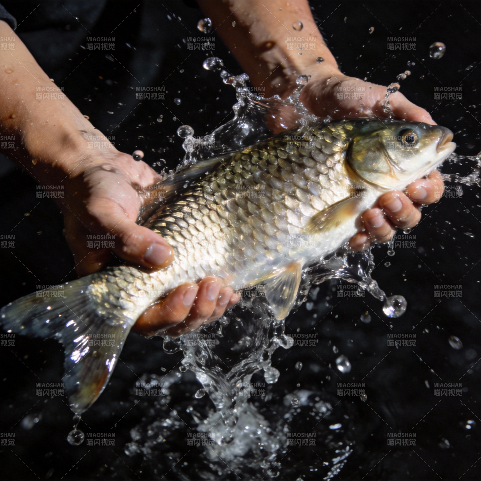 双手捧鱼 水花四溅图片