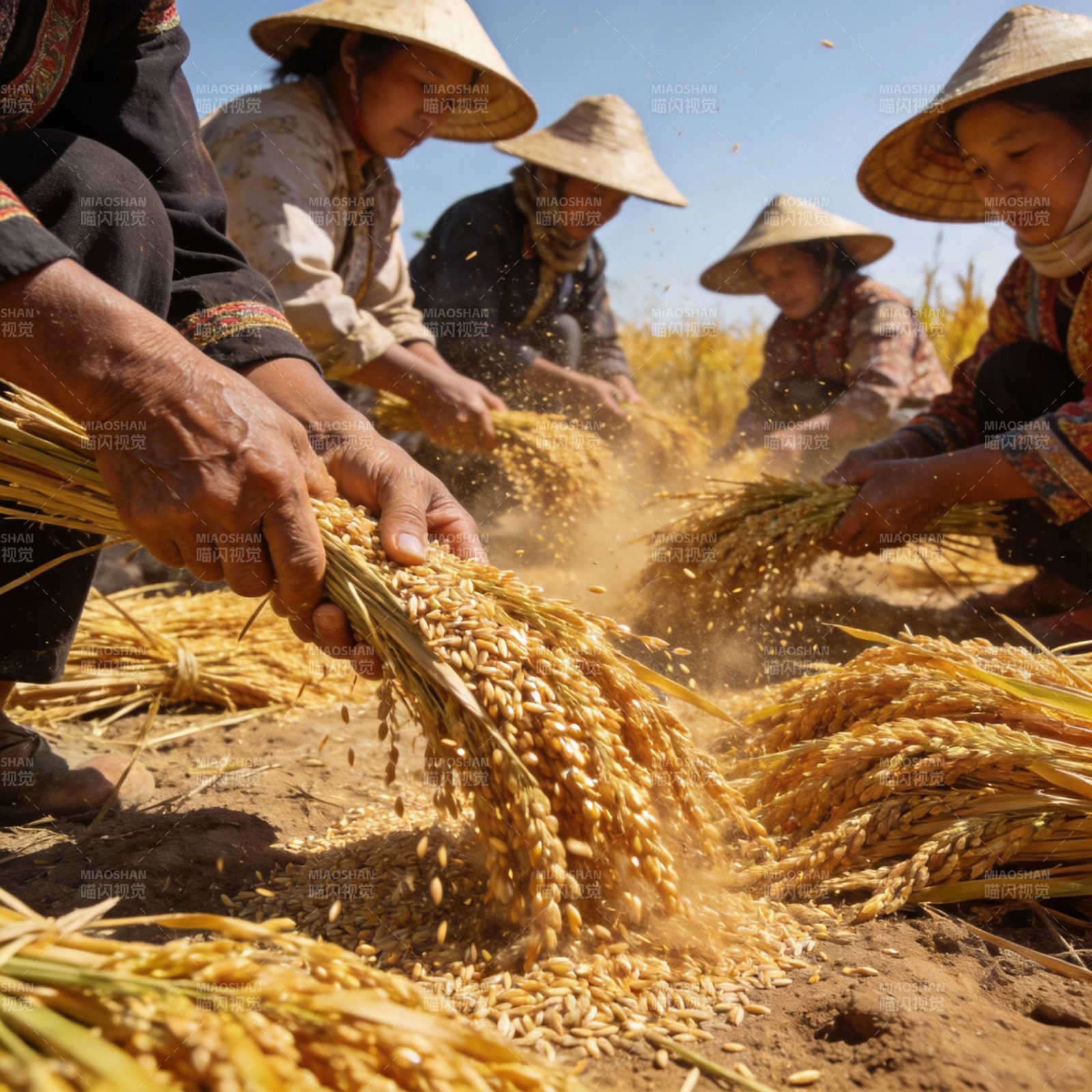 稻谷丰收忙图片