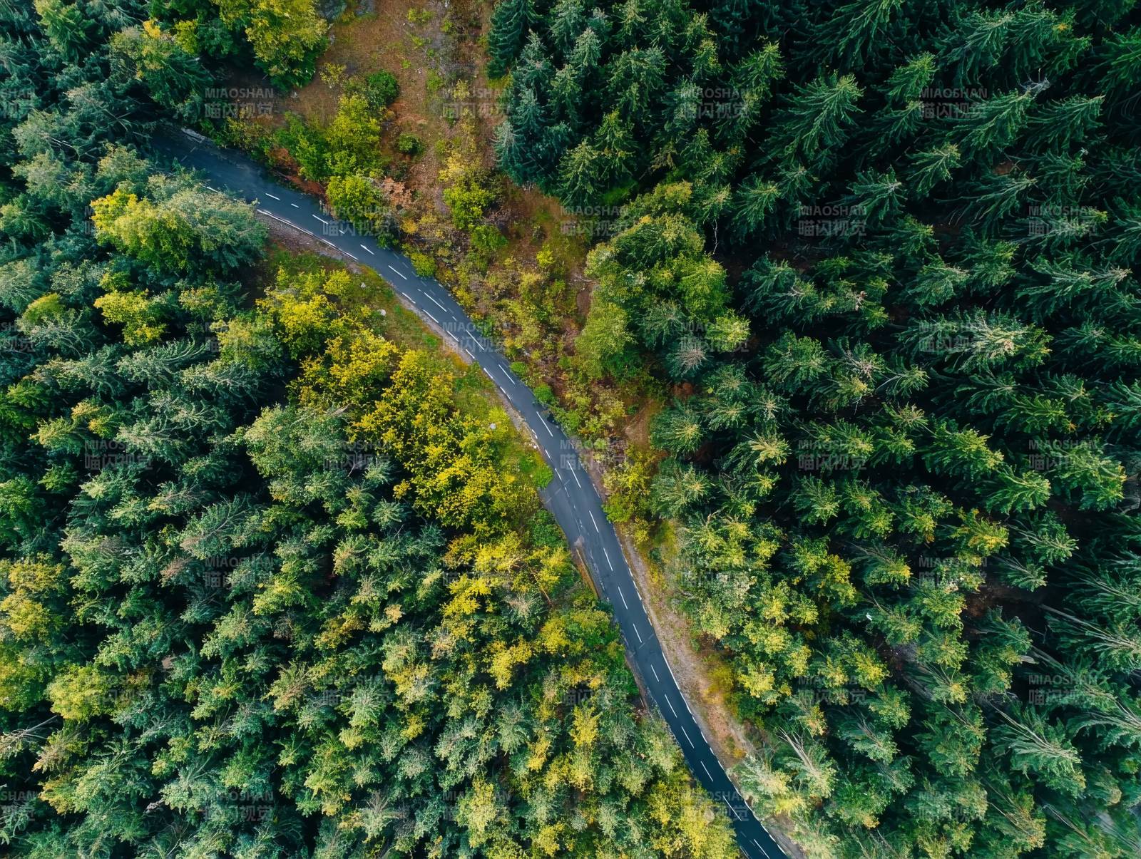 森林中的蜿蜒小路图片