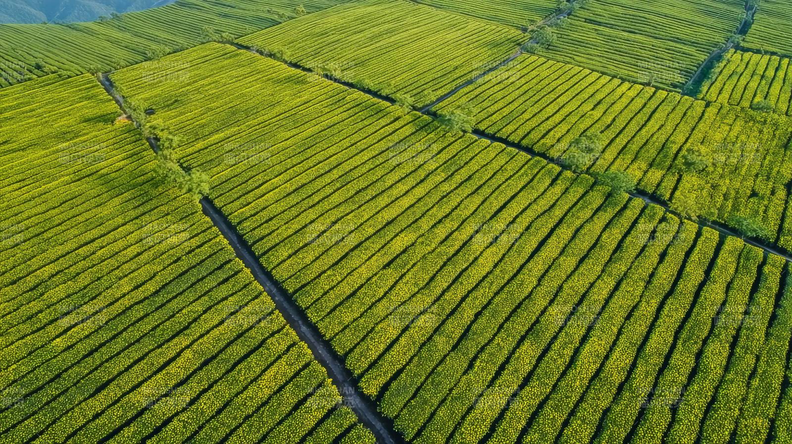茶园绿海图片