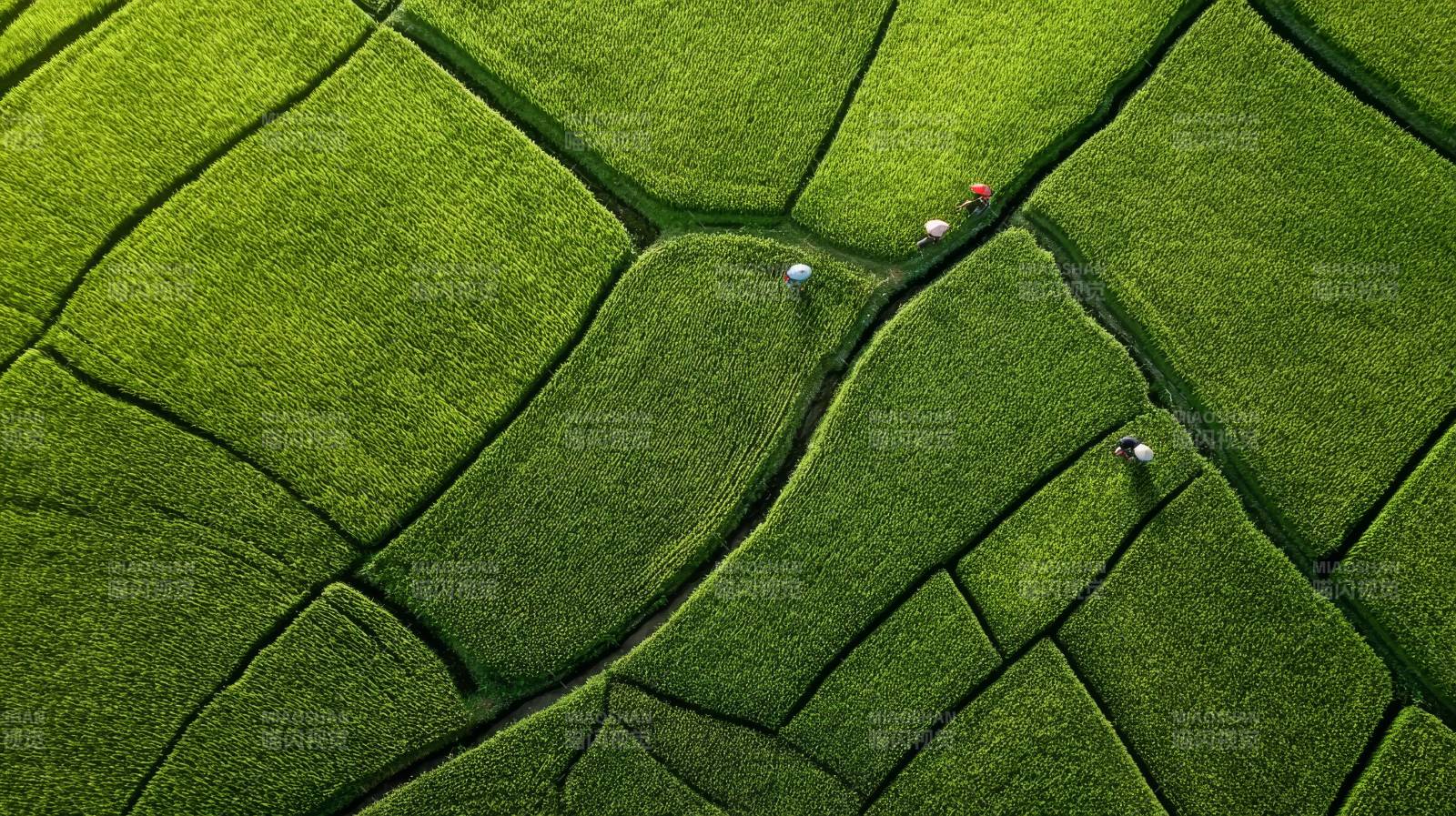 绿野田畴图图片